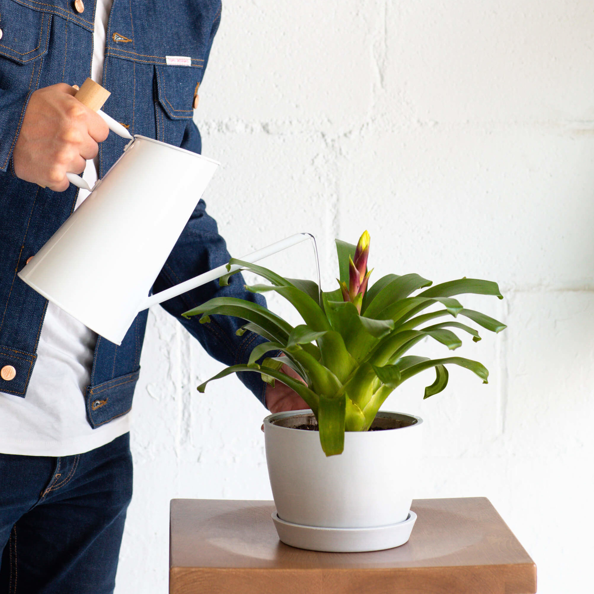 Buy Bloomscape Small Watering Can