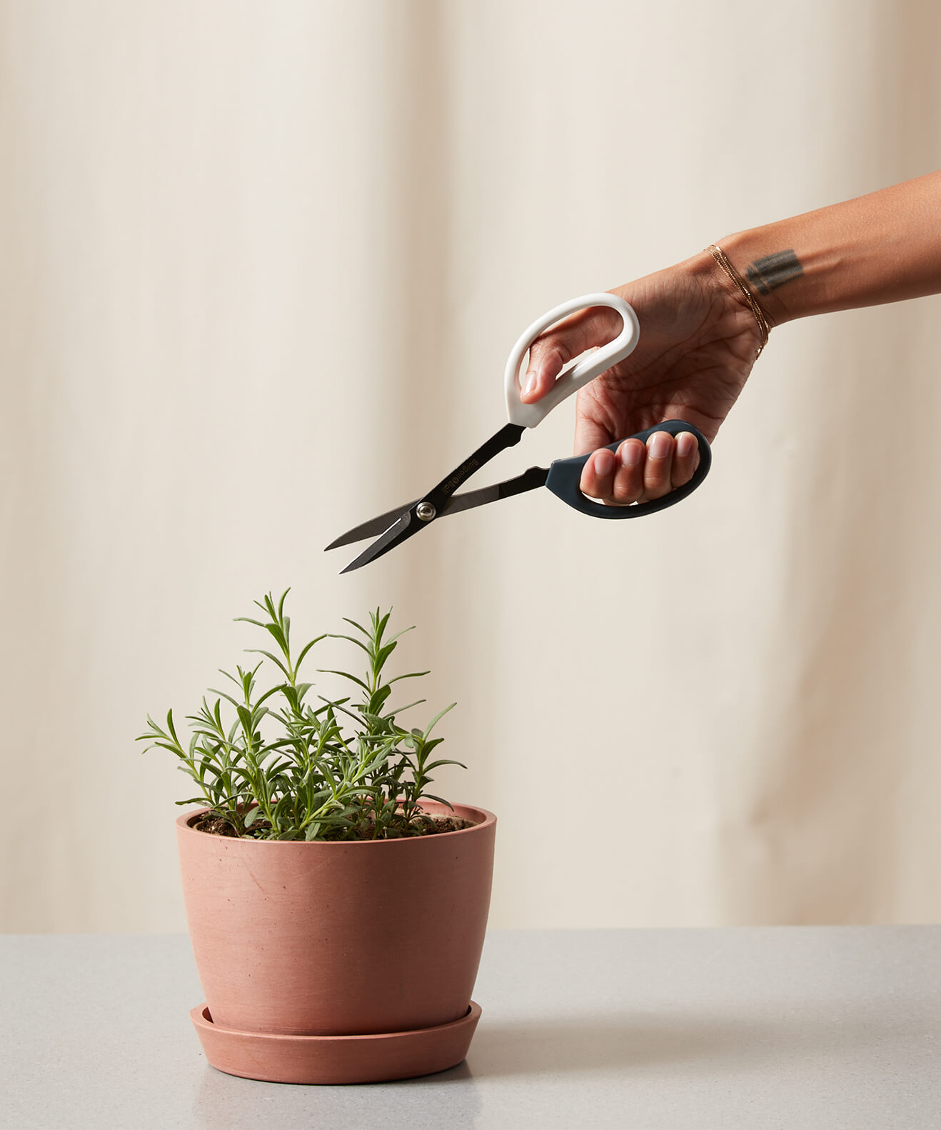 Buy Bloomscape Pruning Scissors Buy Bloomscape Pruning Scissors