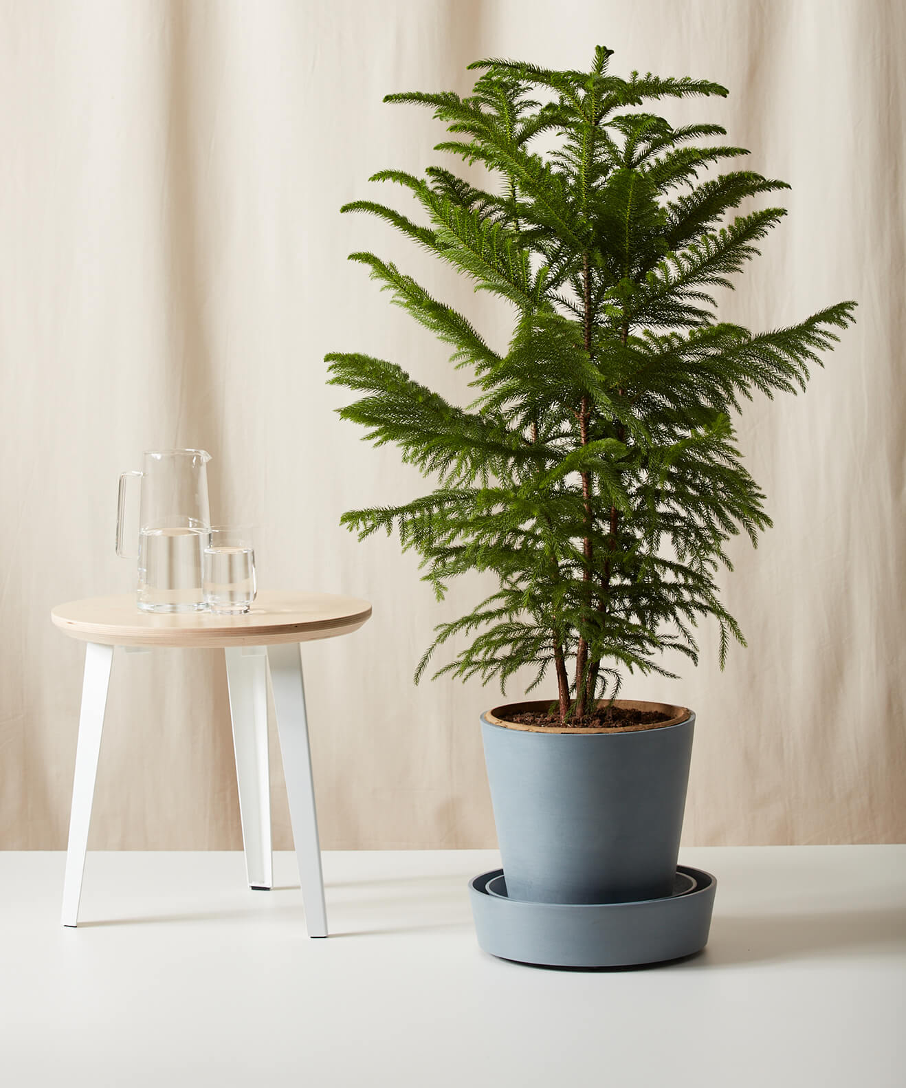 Buy Bloomscape Saucer On Wheels Buy Bloomscape Saucer On Wheels