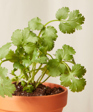 Buy Bloomscape Potted Cilantro