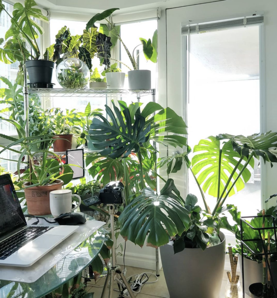 Indoor Plant Lighting 101 | Bloomscape - Indoor Lighting For Houseplants