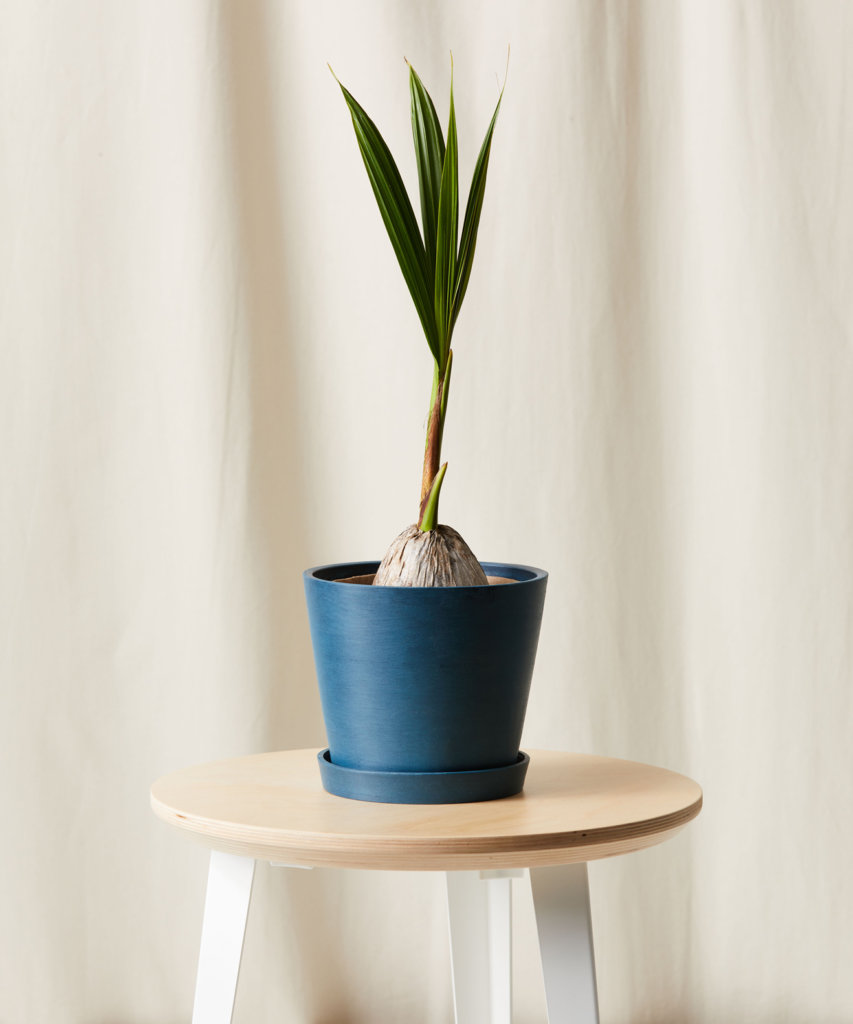 Buy Bloomscape Potted Coconut Palm