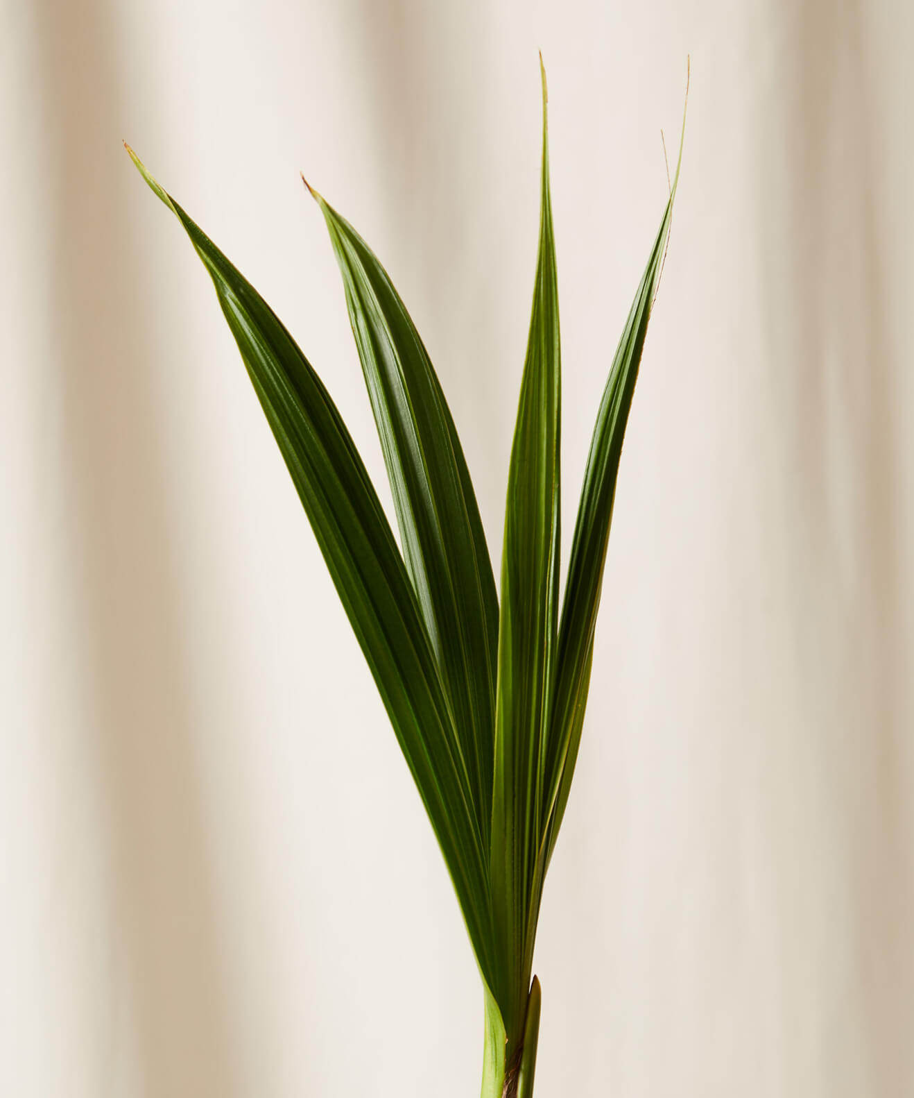 Buy Bloomscape Potted Coconut Palm
