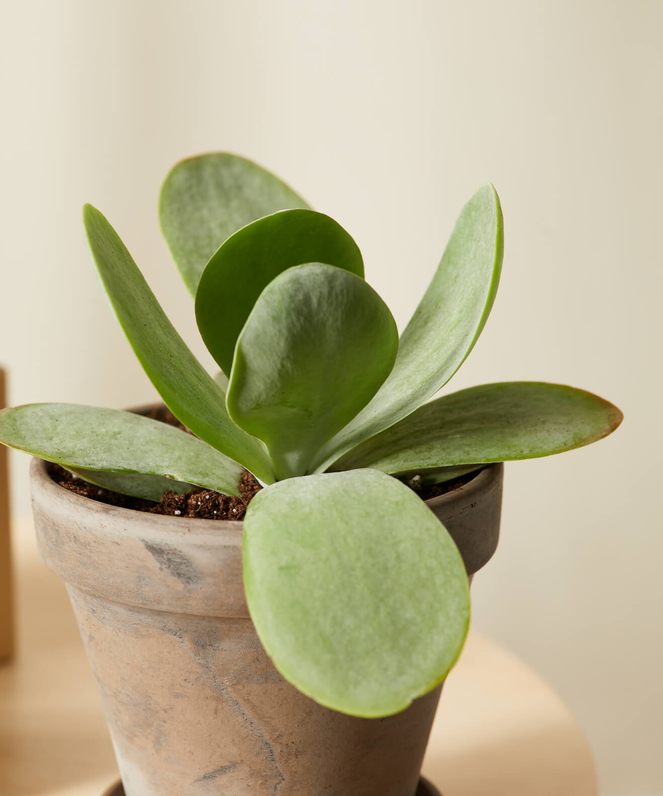 Why Succulents Make Such Good Houseplants
