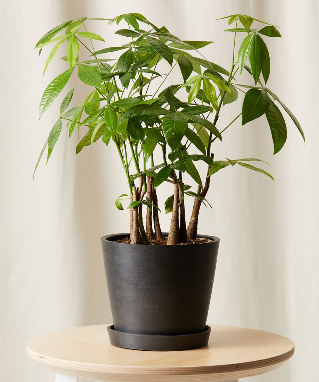 Buy Bloomscape Potted Money Tree Forest