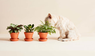 Dog sniffing Bloomscape pet friendly plants in terracotta pots.
