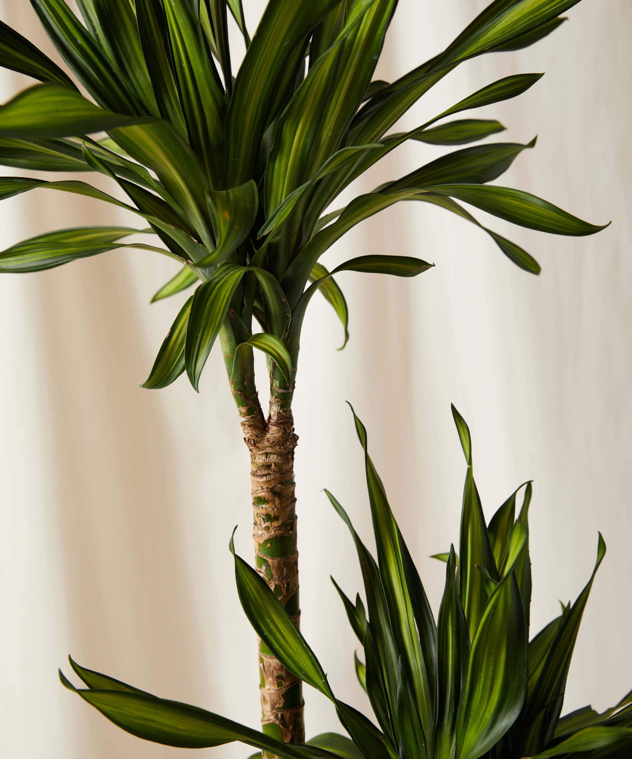Buy Bloomscape Potted Dracaena Rikki Cane