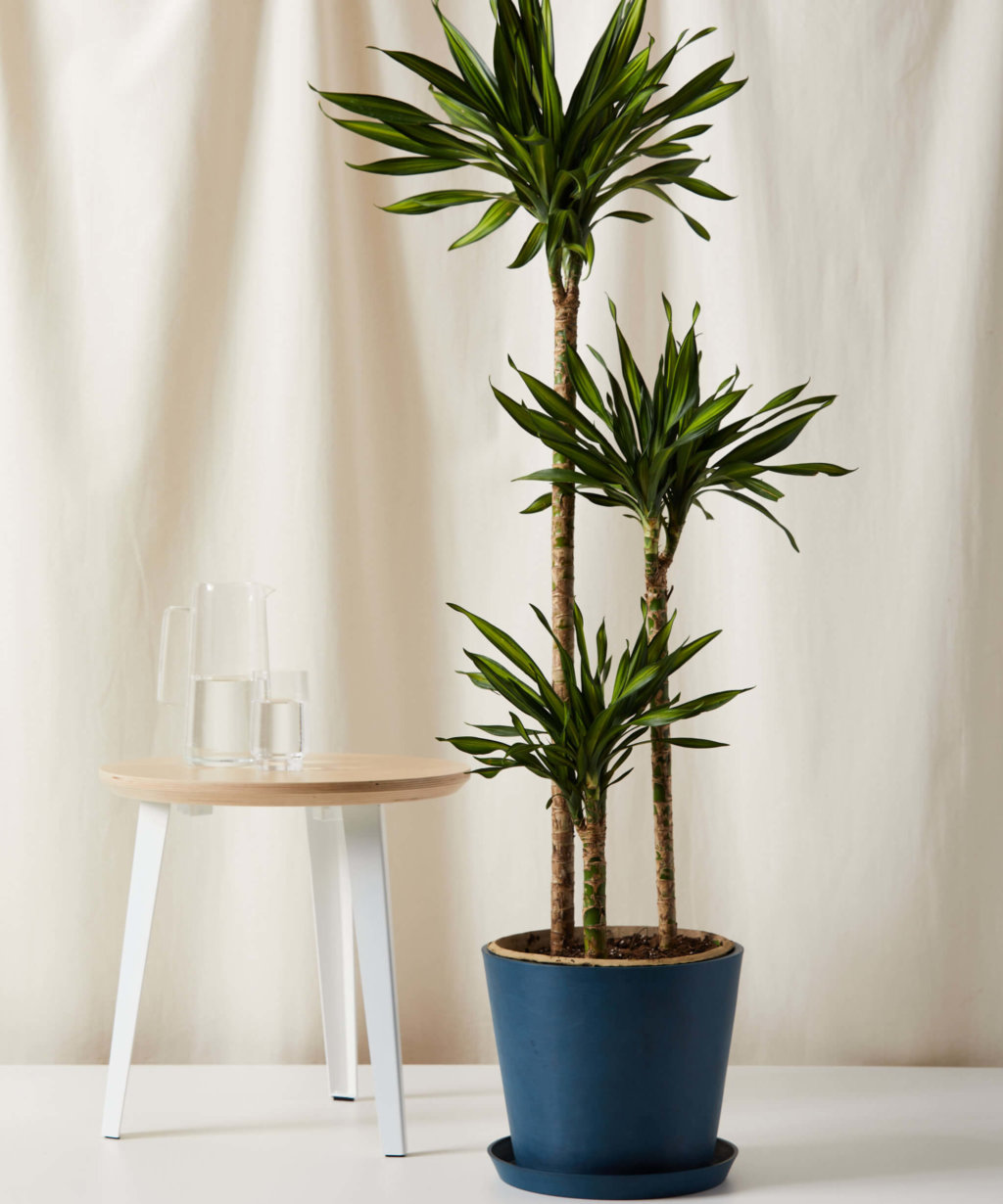 Dracaena 101: How to Care for Dracaenas | Bloomscape