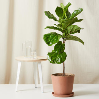 Buy Bloomscape Potted Fiddle Leaf Fig