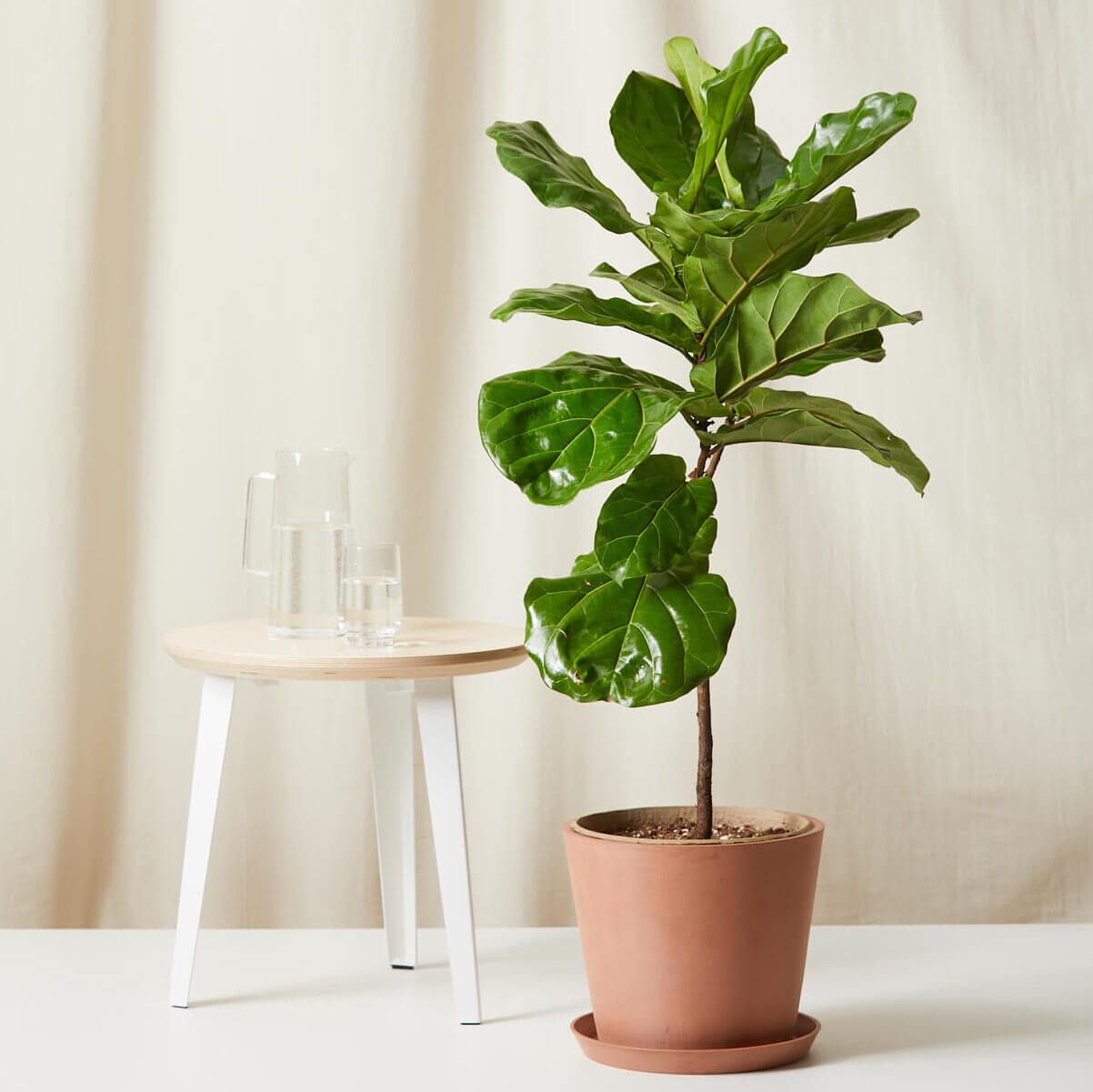 Little Fiddle Fiddle Leaf Fig 101: How to Care for Fiddle Leaf Figs