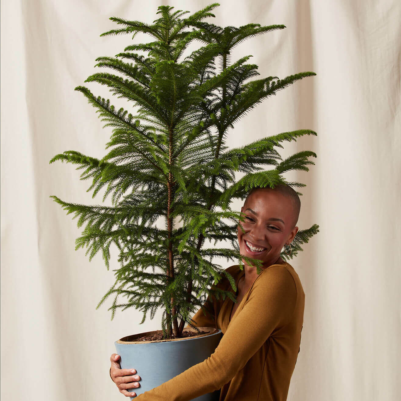 Norfolk Pine 101 How To Care For Norfolk Pines Bloomscape Norfolk Pine 101 How To Care For Norfolk Pines Bloomscape