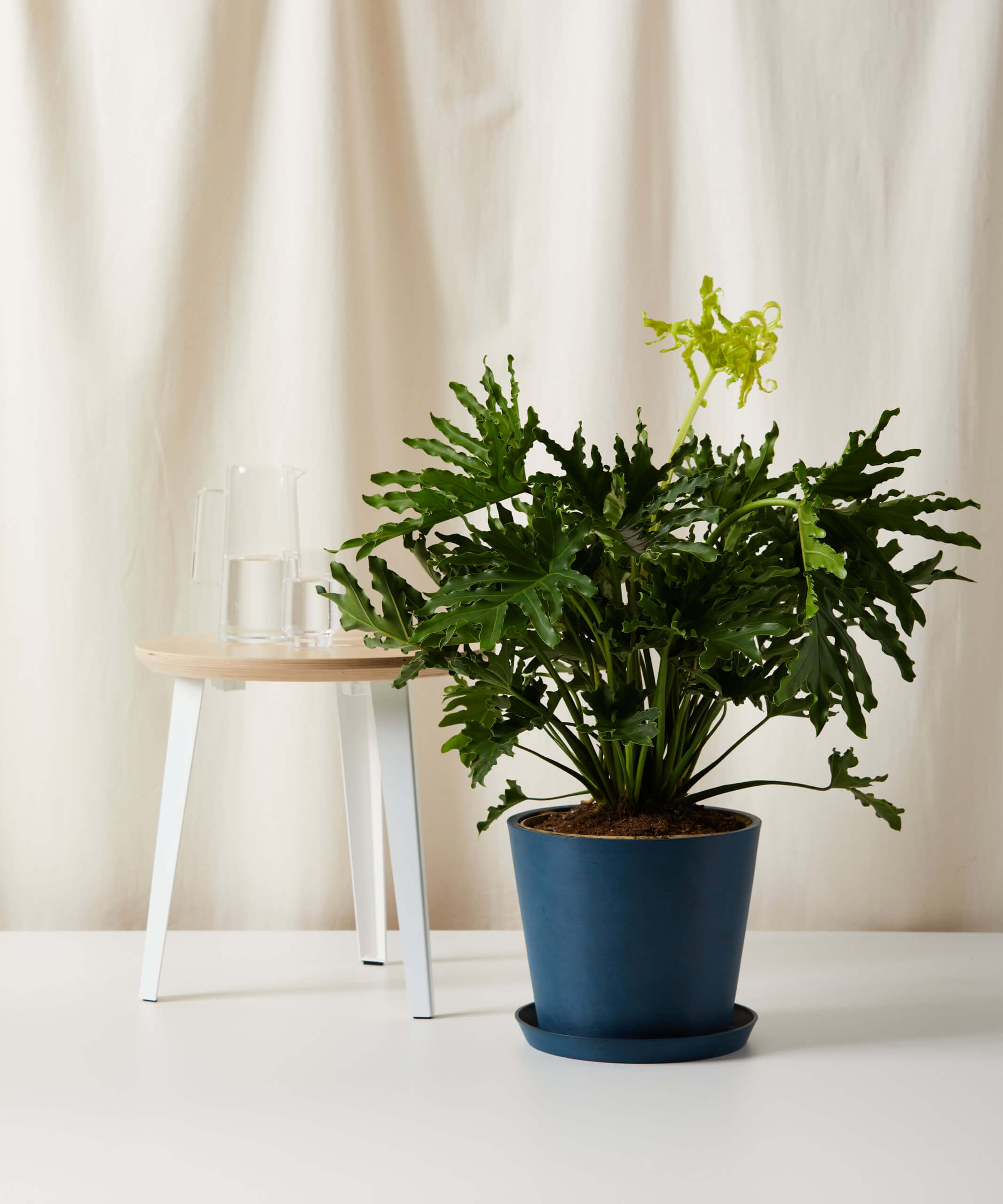 bloomscape_philodendron-hope-selloum-alt_indigo