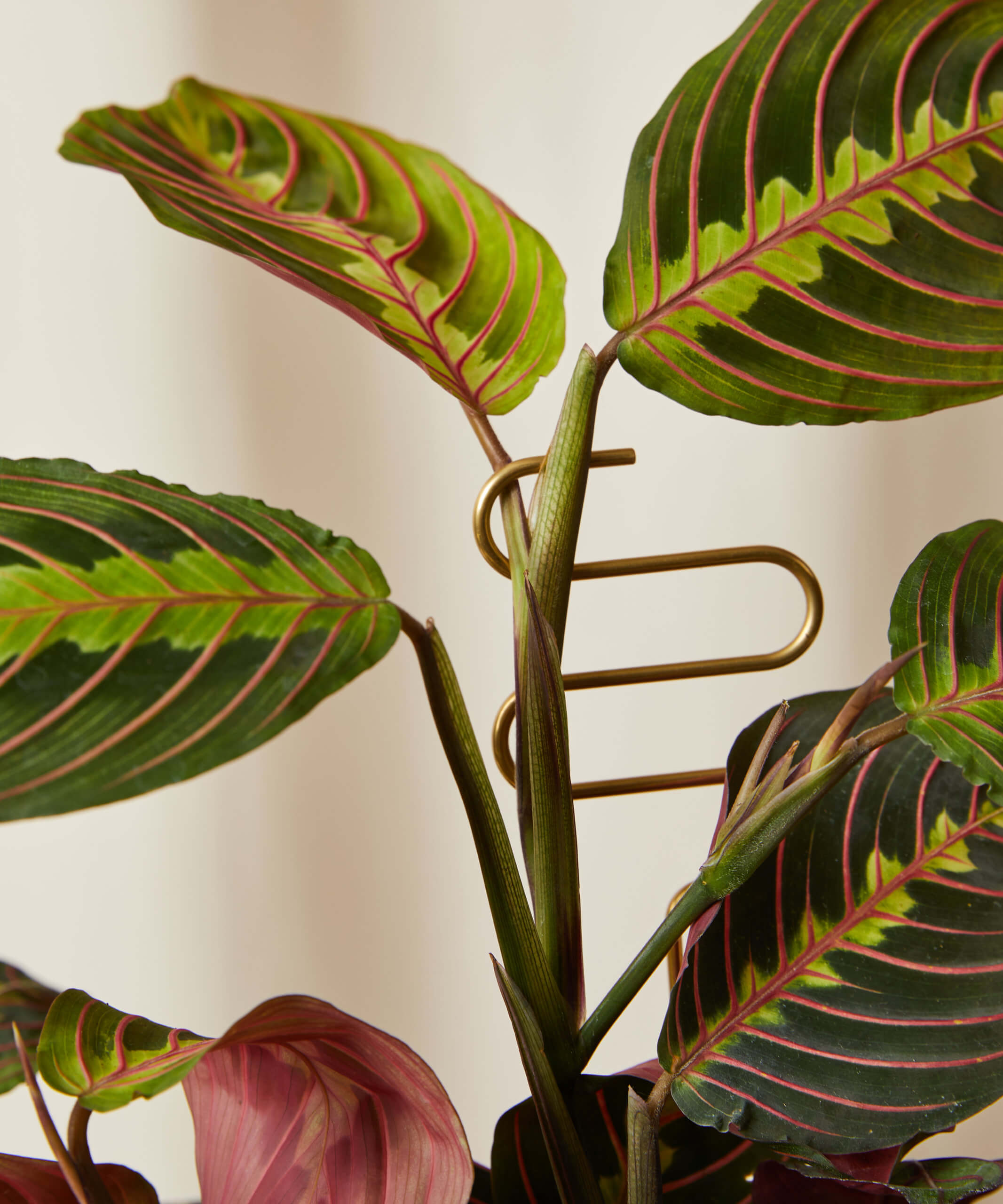 Buy Bloomscape Plant Sticks Buy Bloomscape Plant Sticks