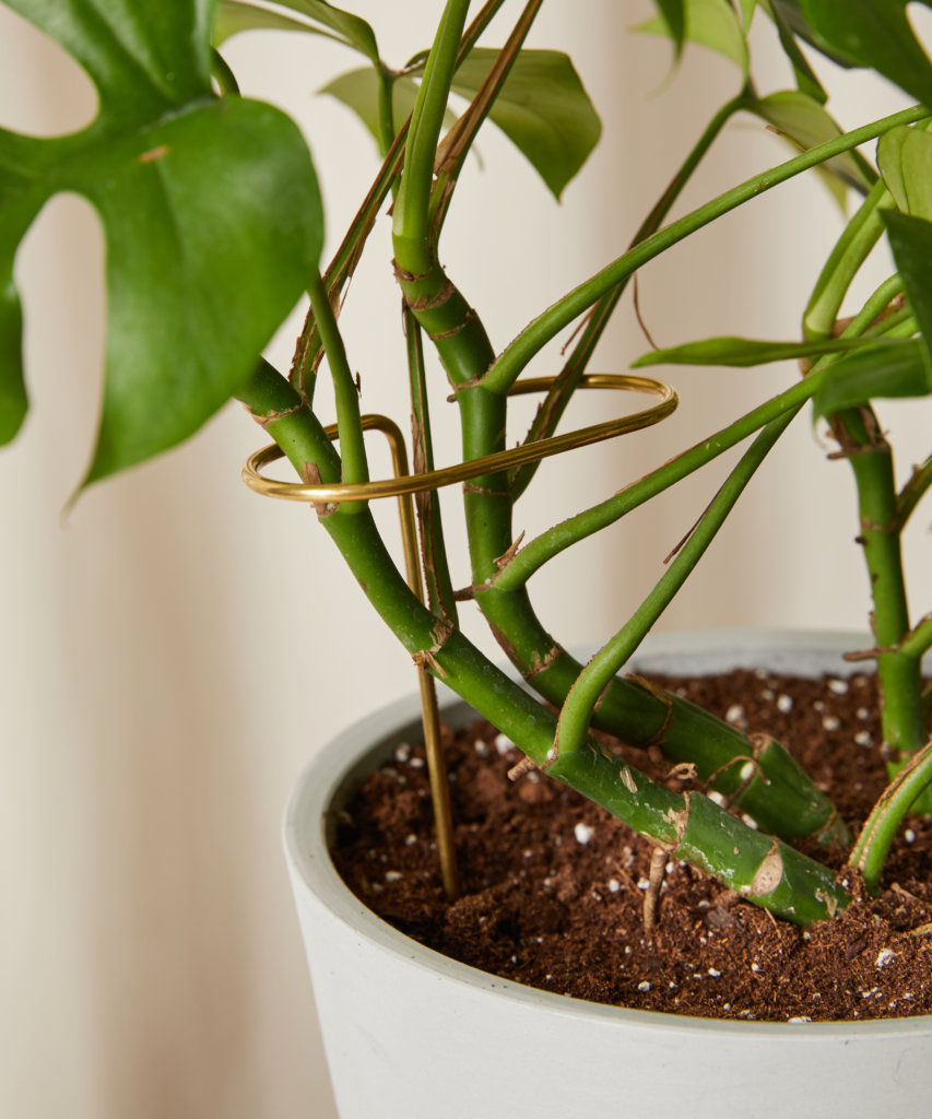 Buy Plant Sticks Bloomscape