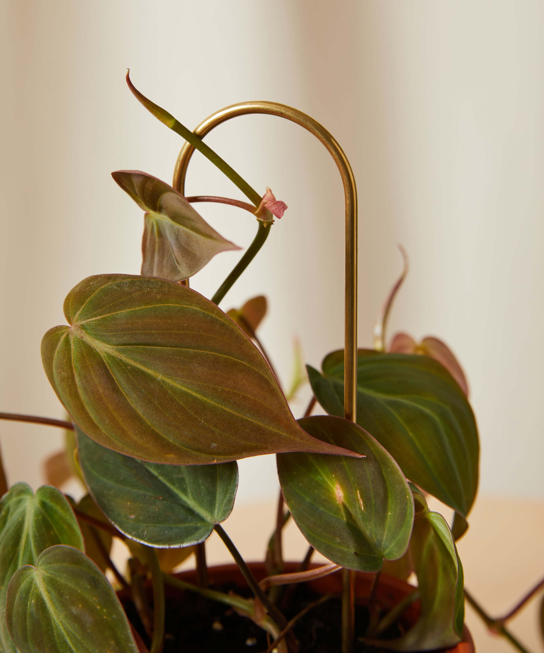 Buy Bloomscape Plant Sticks Buy Bloomscape Plant Sticks