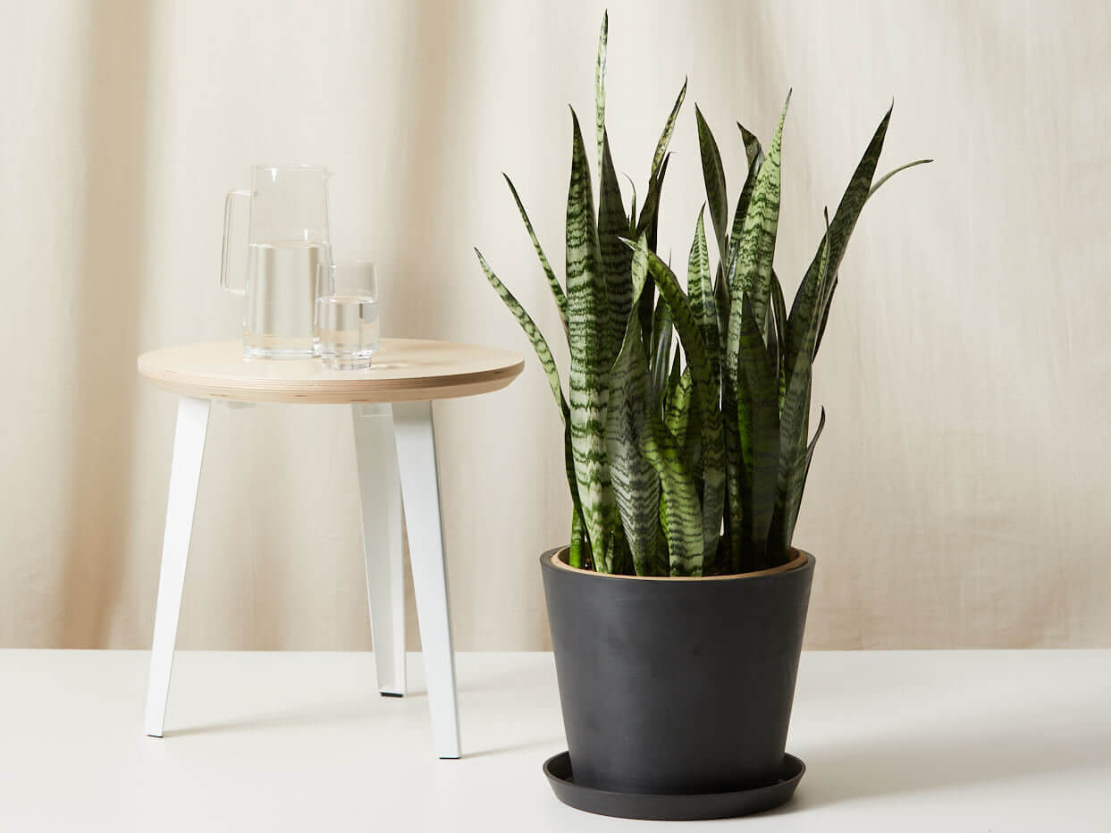 Buy Bloomscape Potted Sansevieria