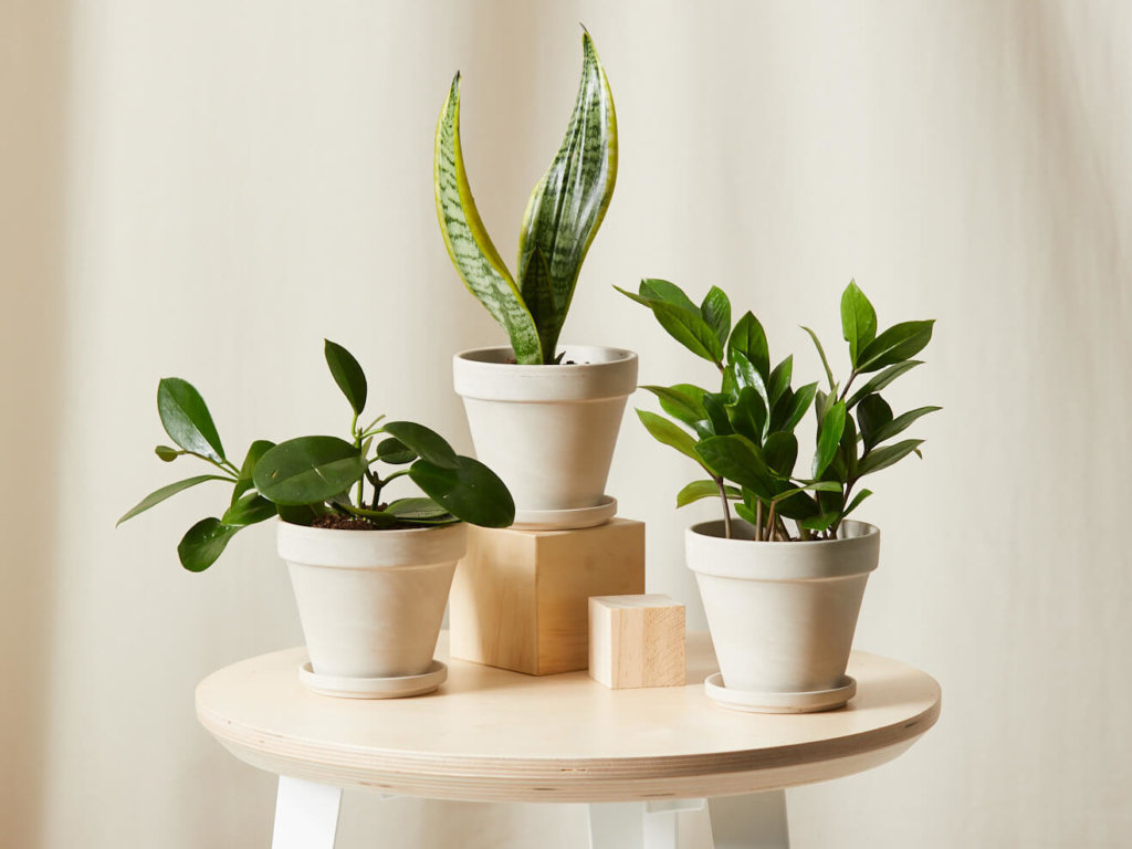 The 25 Best Gifts for Plant Lovers for the 2020 Holiday Season