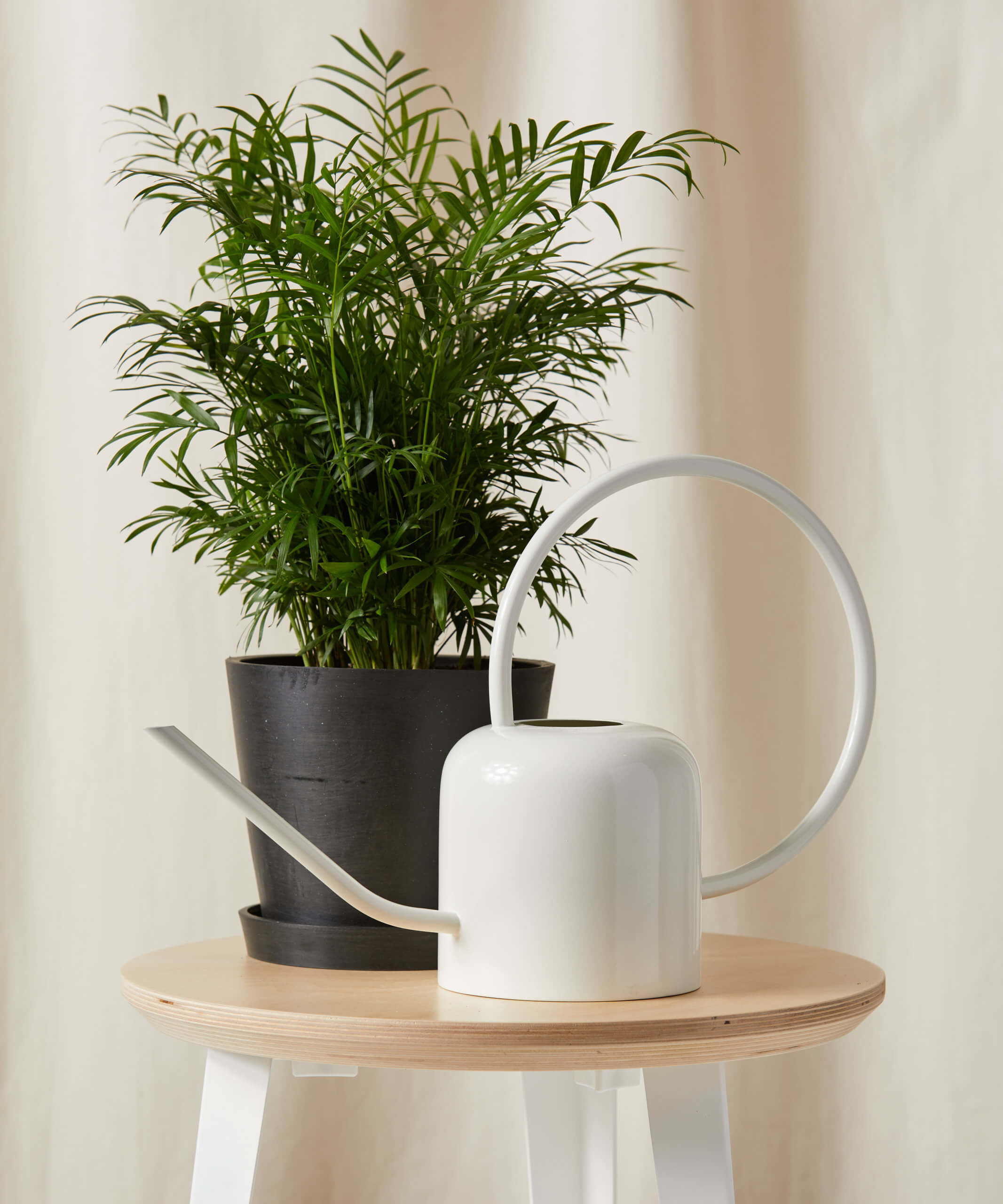 Buy Bloomscape White Watering Can