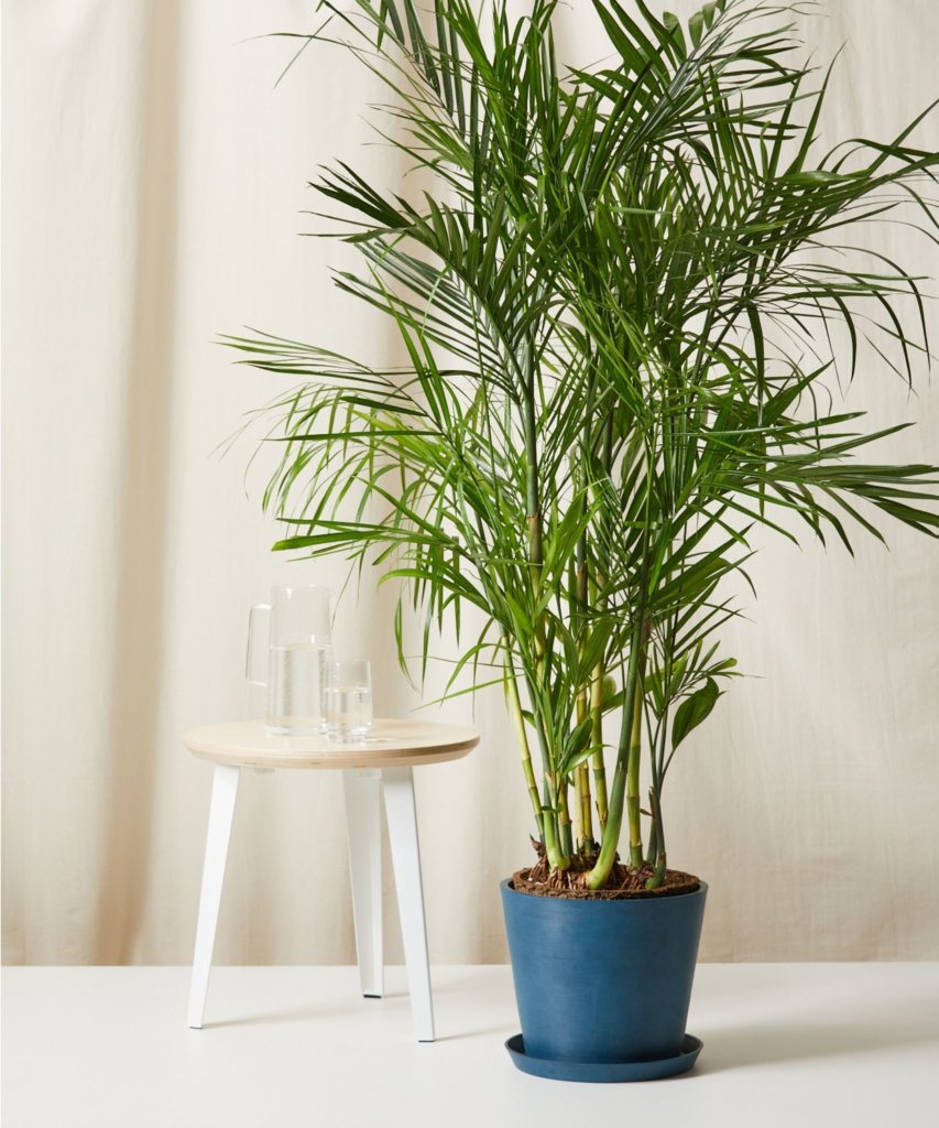 Bloomscape Extra-Large Bamboo Palm potted in Indigo EcoPot