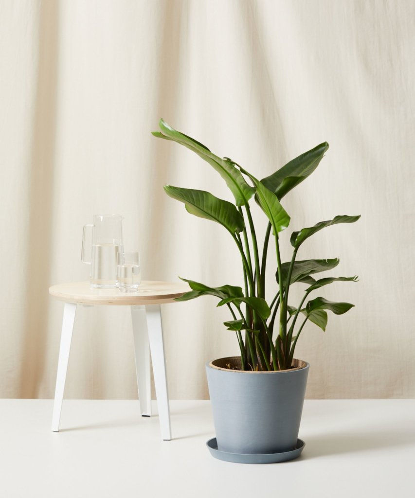Bloomscape Large Bird of Paradise potted in Slate Ecopot