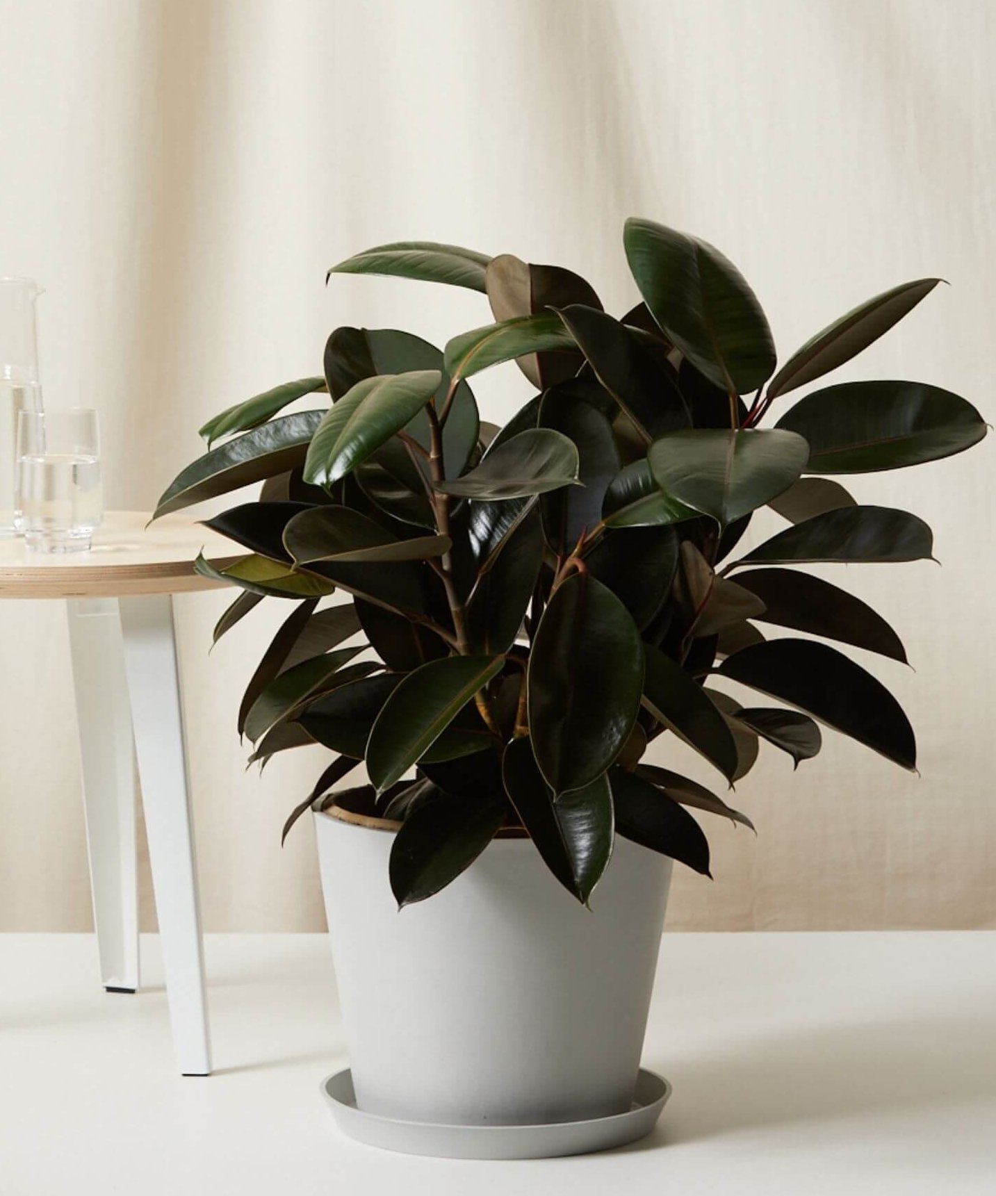 Buy Potted Burgundy Rubber Tree Indoor Plant | Bloomscape