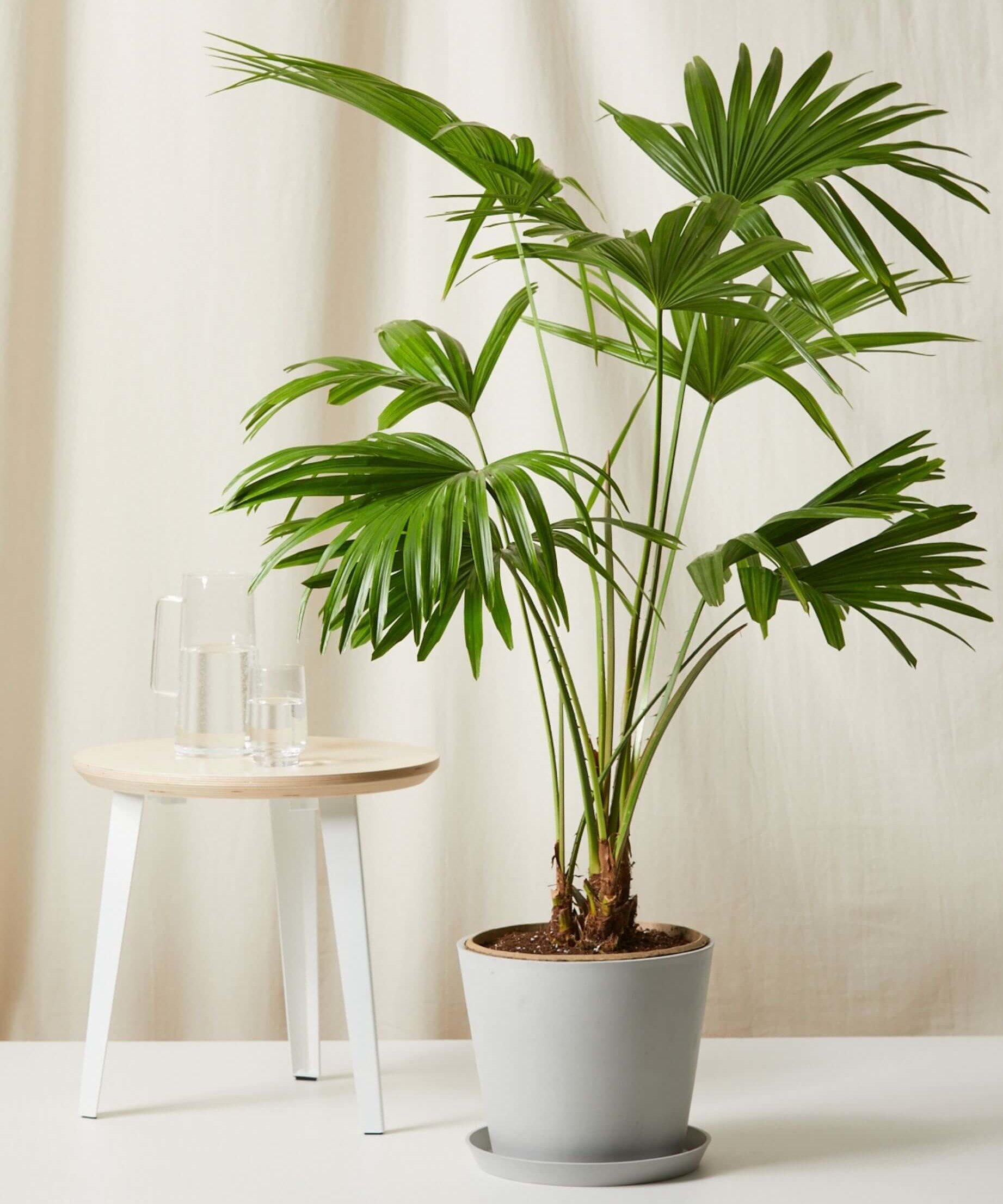 Buy Potted Chinese Fan Palm Indoor Plant Bloomscape Buy Potted Chinese Fan Palm Indoor Plant Bloomscape