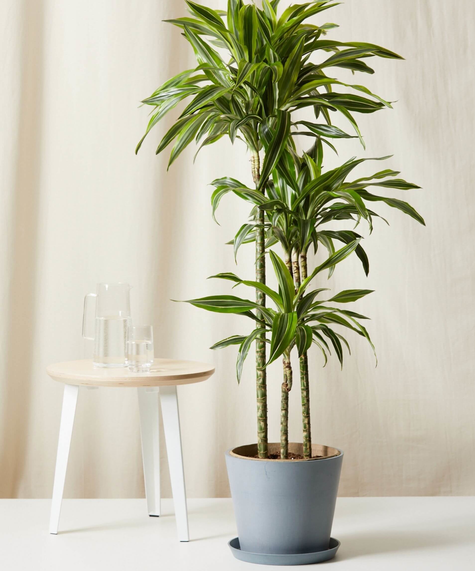 Buy Potted Dracaena Gold Star Indoor Plant - Bloomscape