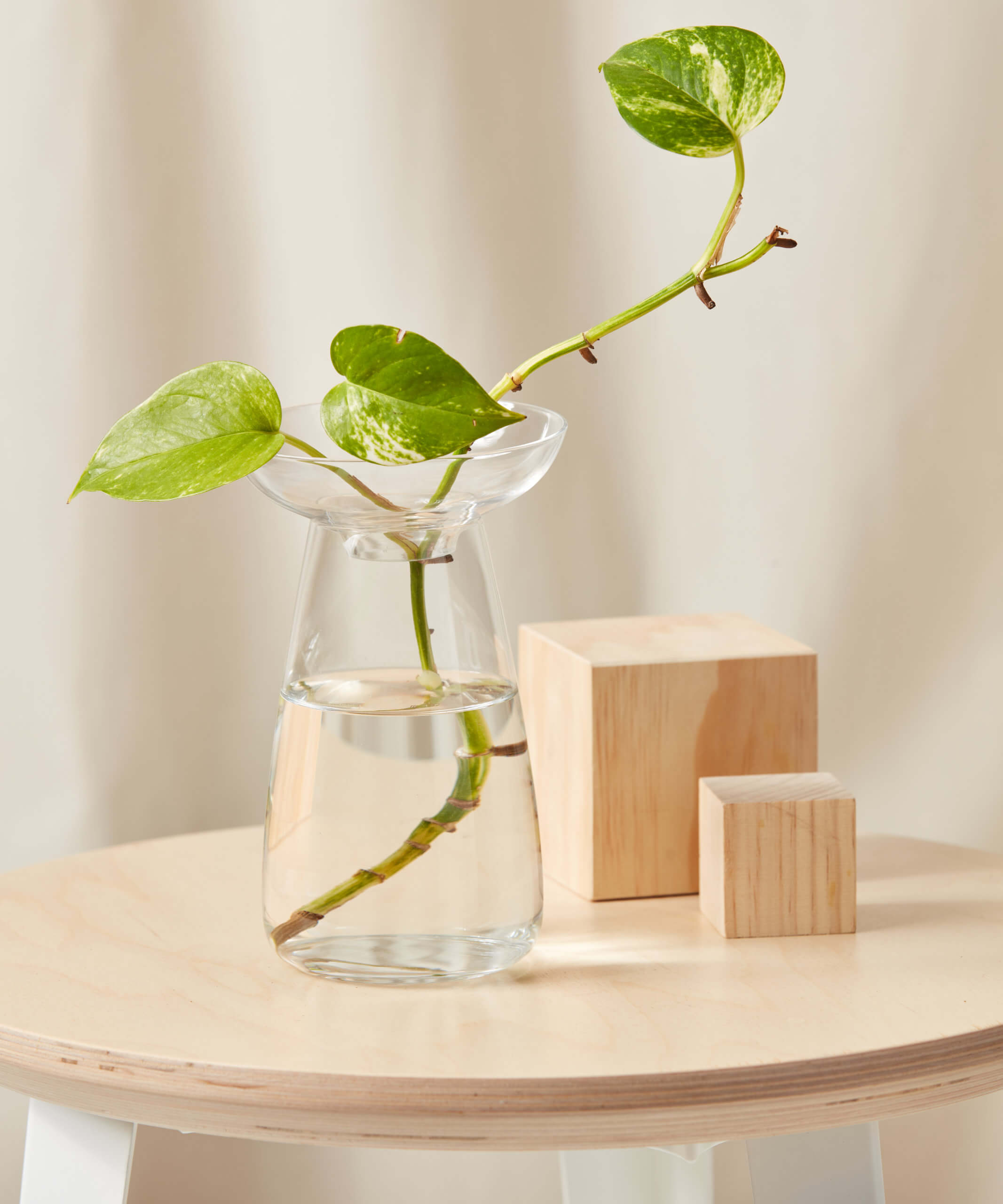 Buy Bloomscape Large Kinto Propagation Vase