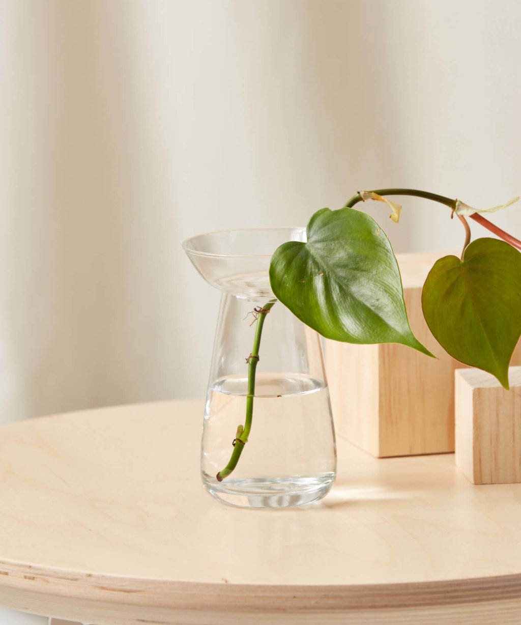 Shop Indoor Plant Care Accessories | Bloomscape