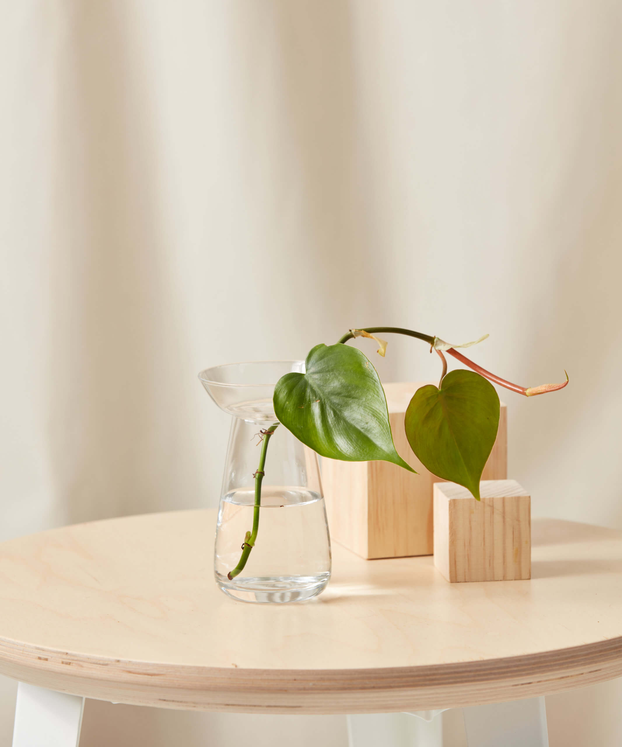 Buy Bloomscape Small Kinto Propagation Vase