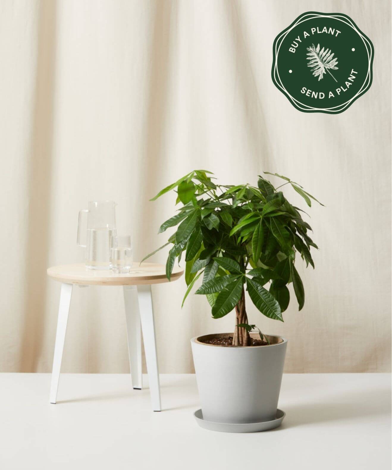 Buy Large, Potted Money Tree Indoor Plant Bloomscape