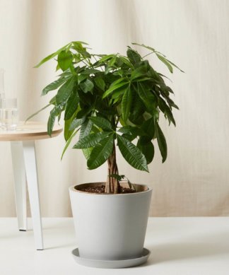 Pet friendly indoor plants for sale