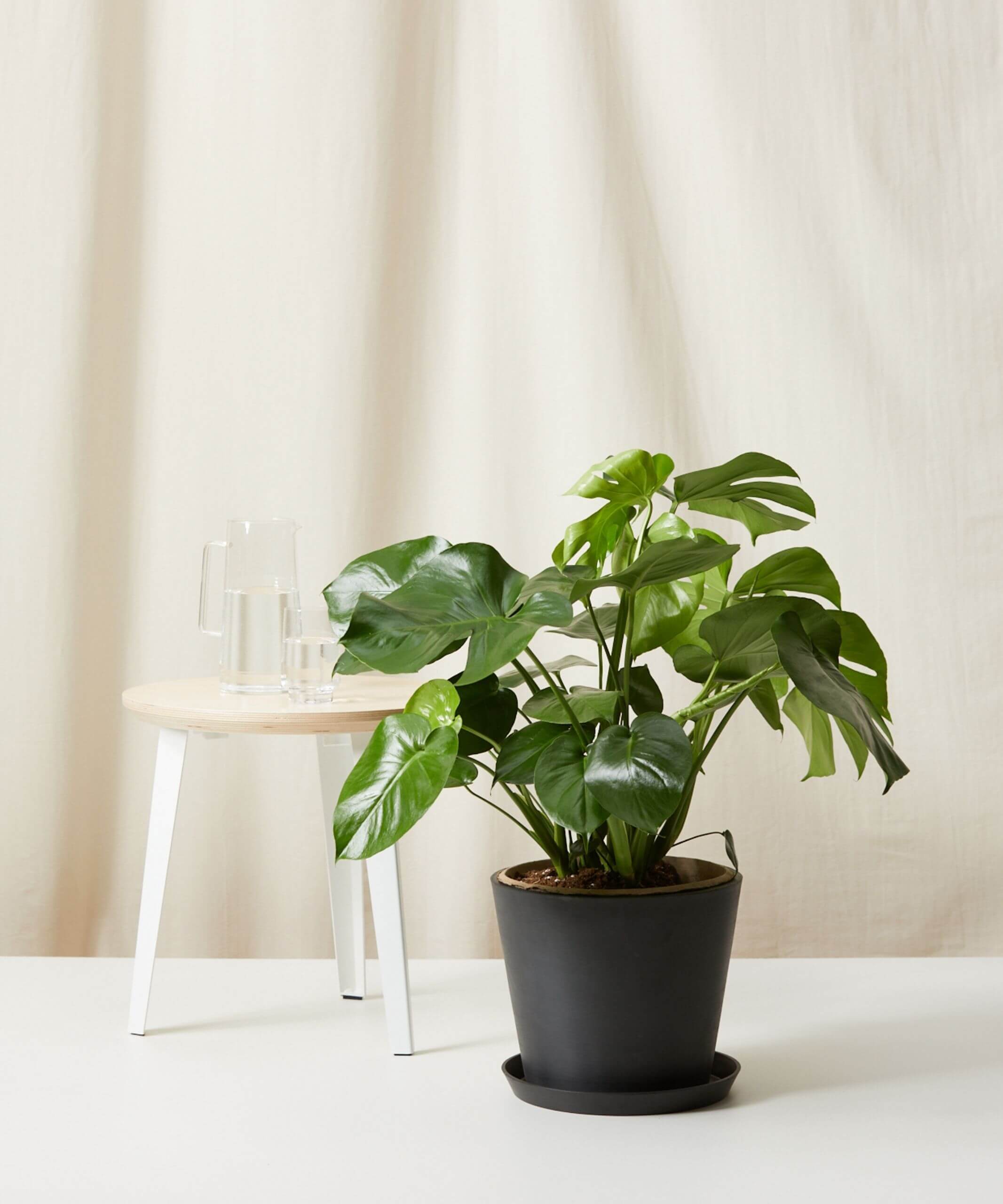 undefined | Monstera Plant