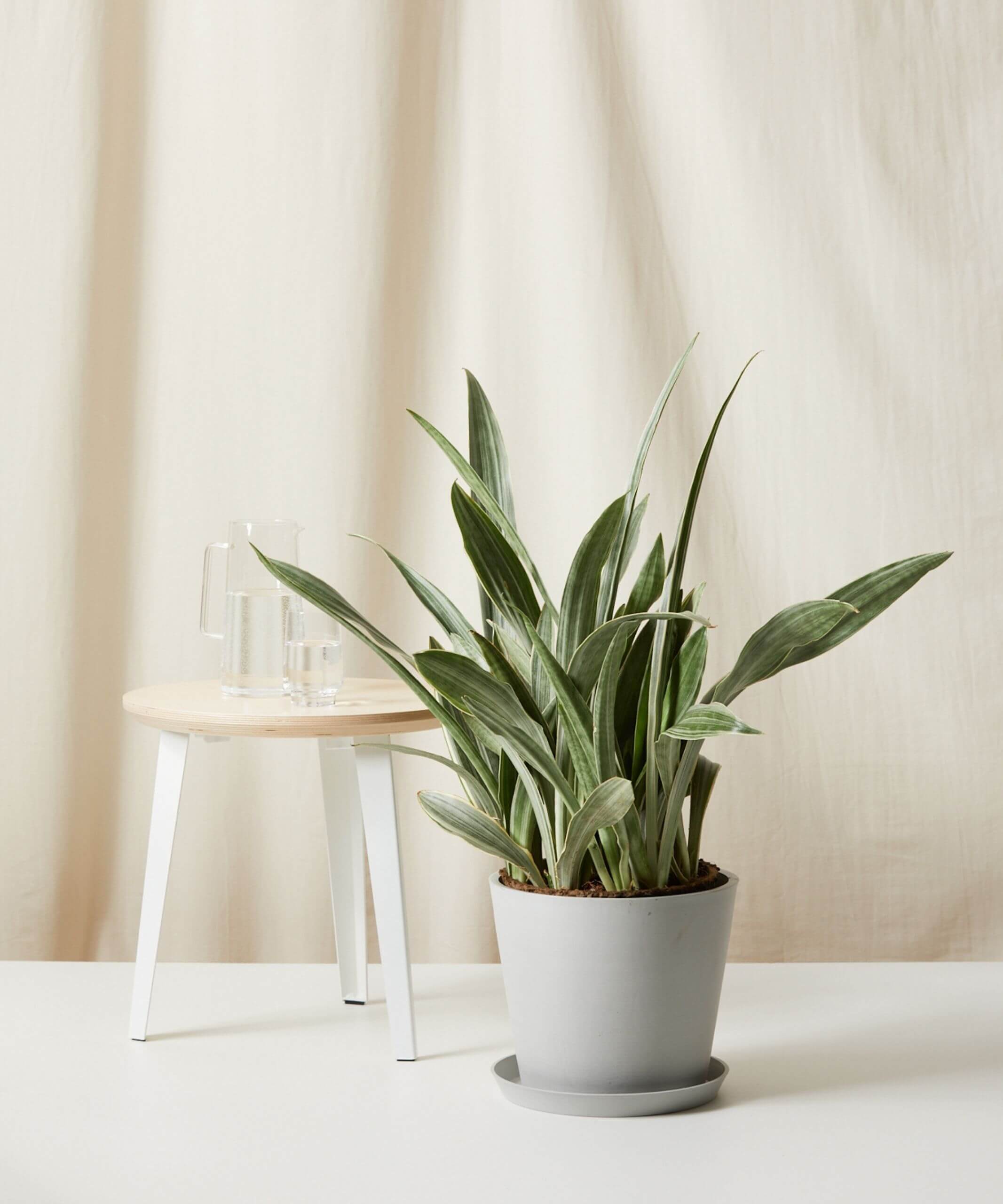 Buy Large Sansevieria Sayuri Snake Plant Bloomscape