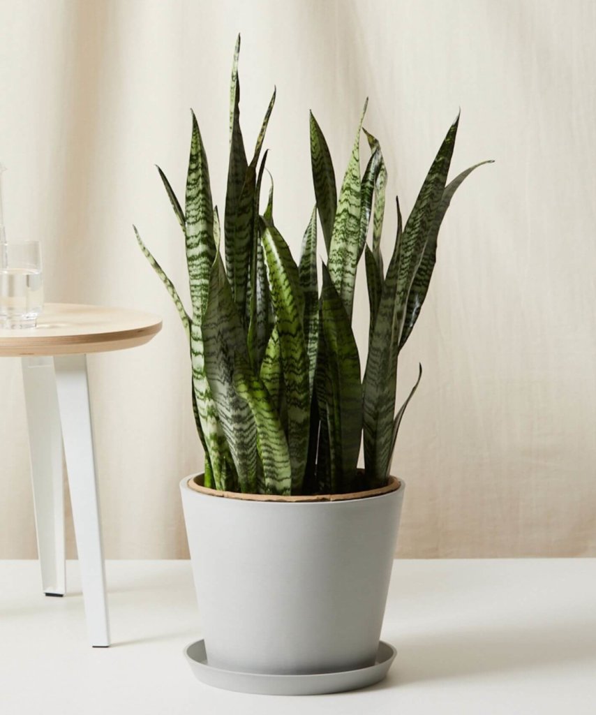 Bloomscape Large Sansevieria potted in Stone Ecopot.