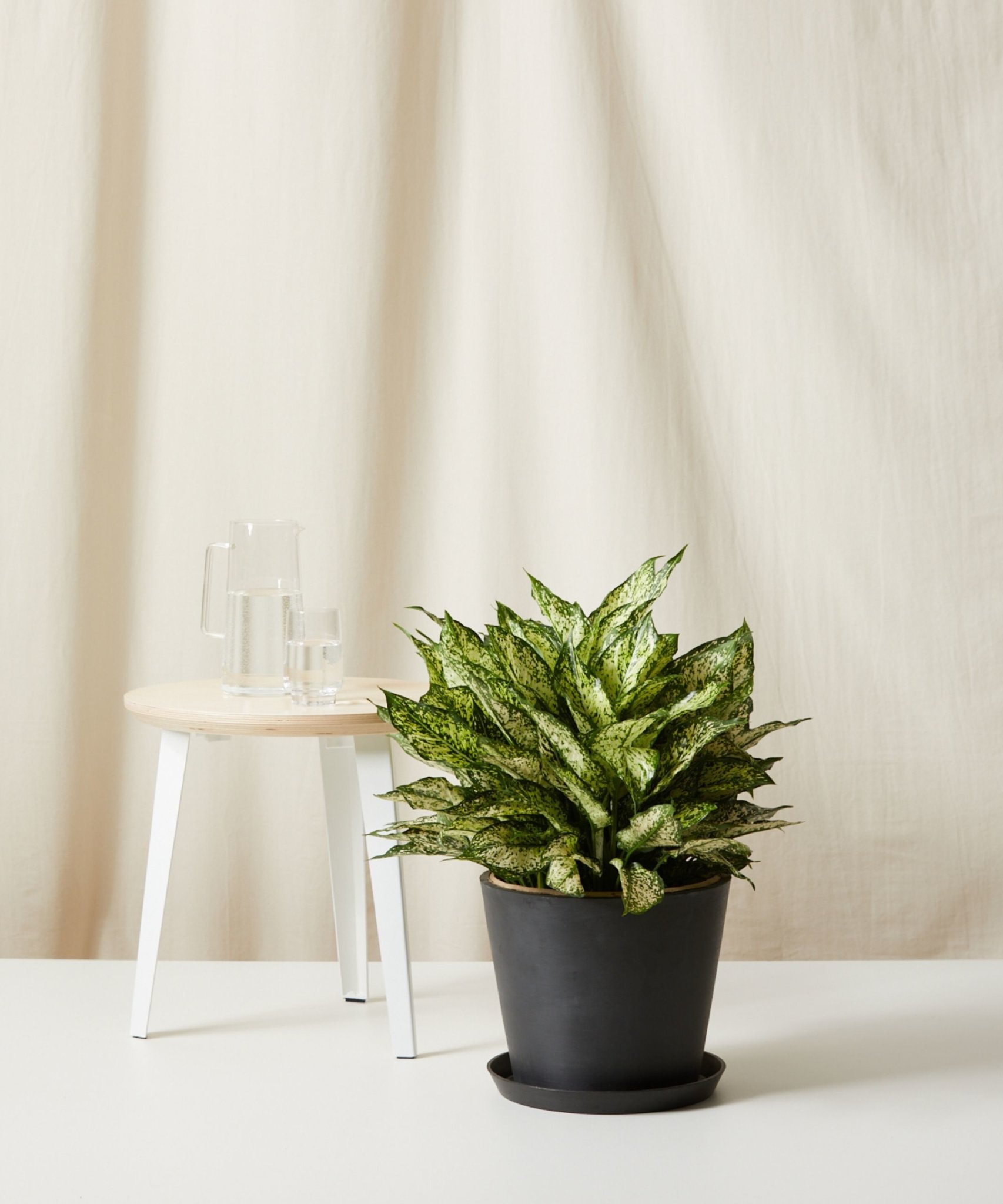 Buy Potted Philodendron Heartleaf, Indoor Houseplant Bloomscape