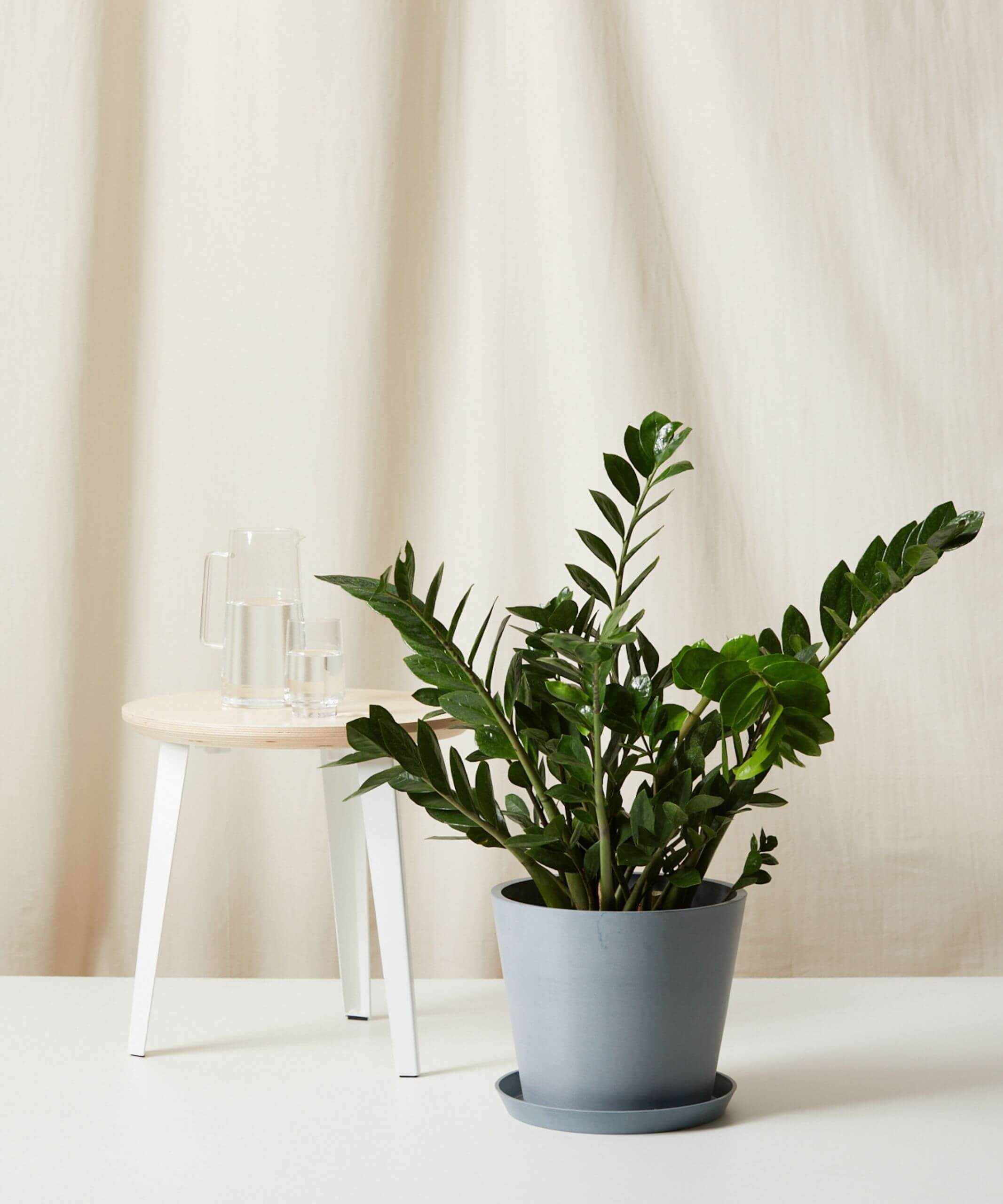 Why Are My ZZ Plant's Leaves Turning Brown? Bloomscape