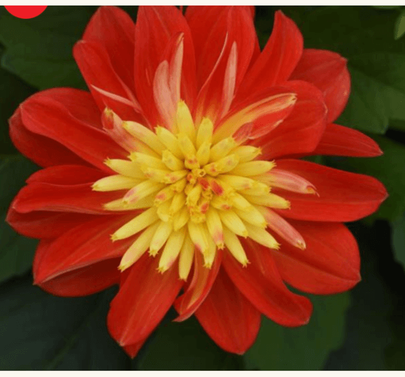 Dahlia Care Guide | Bloomscape