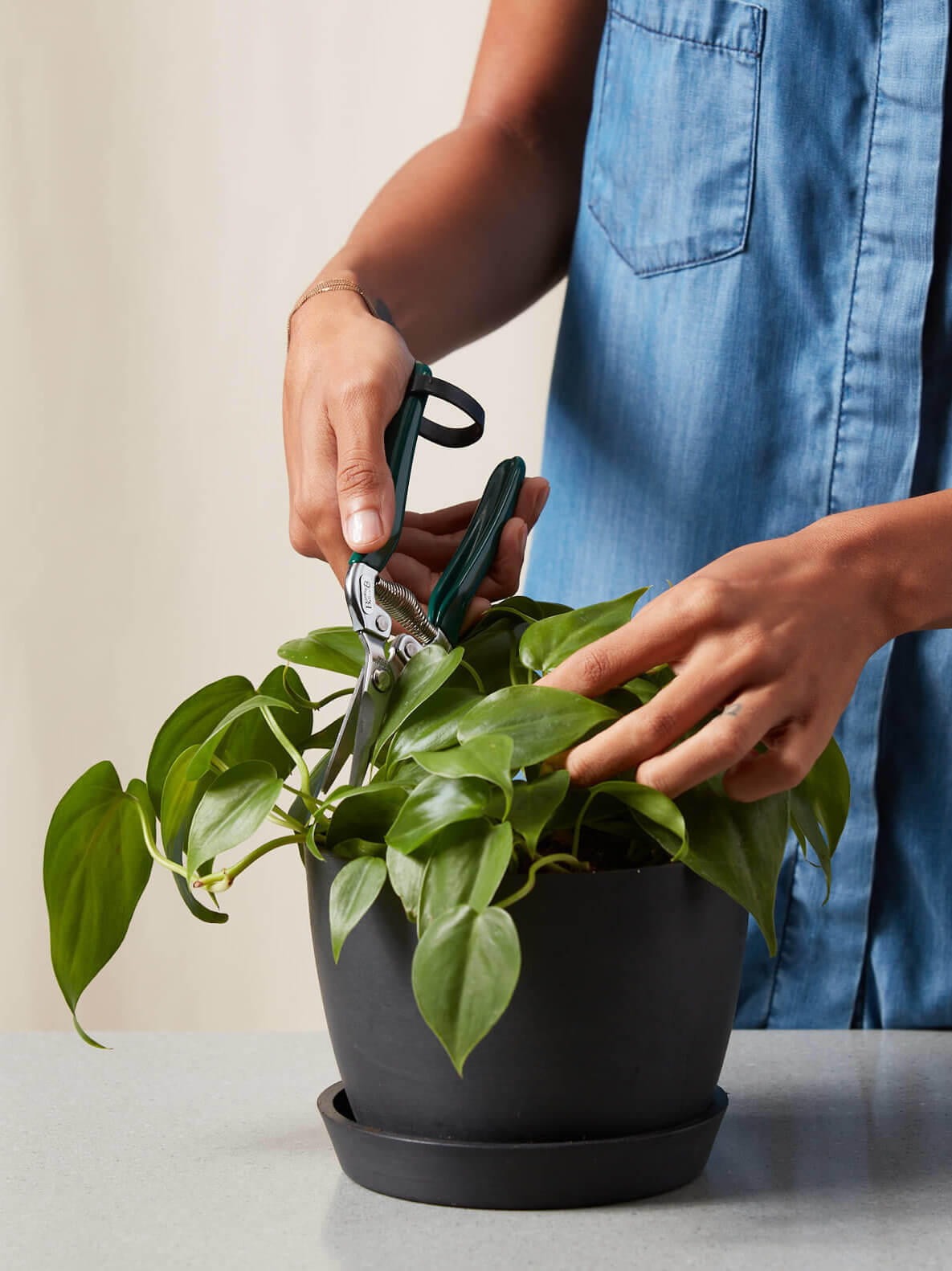 Buy Bloomscape Houseplant Snips