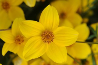 Yellow Bidens Flower