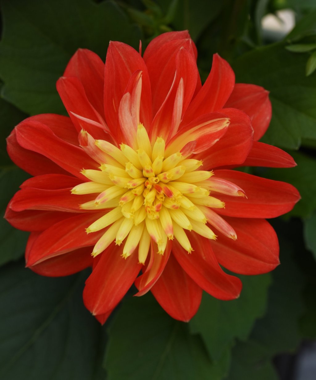 Outdoor Red And Yellow Dahlia Annuals Bloomscape