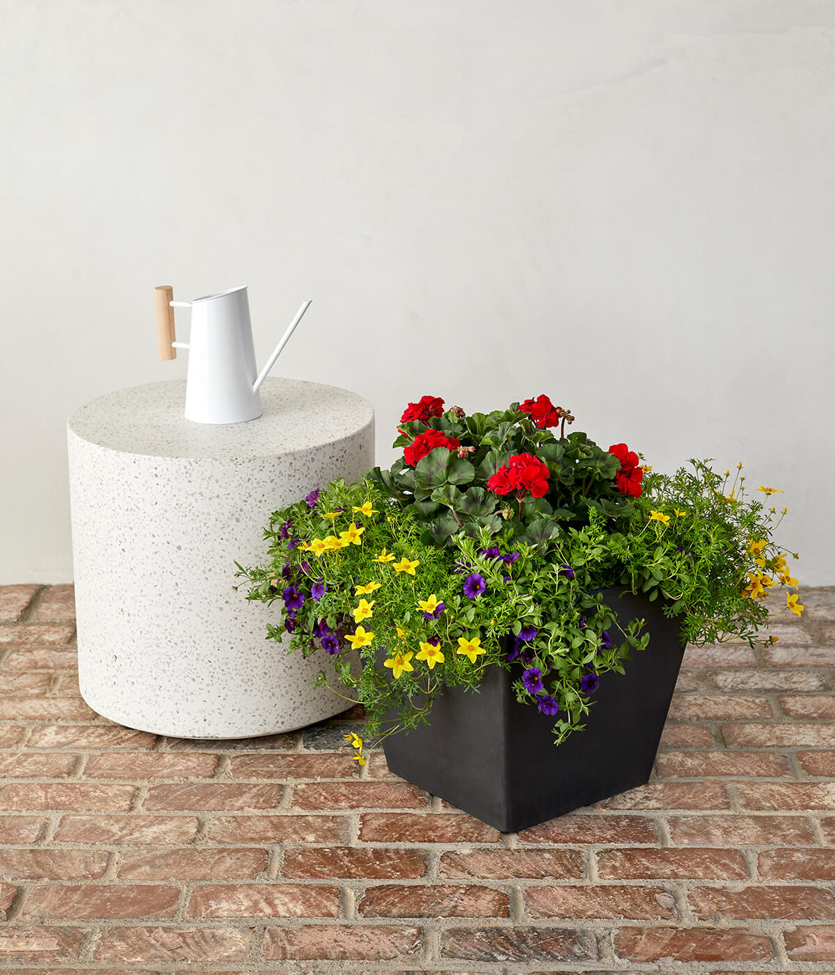 Red Geranium, Purple Calibrachoa, and Yellow Bidens Combination Kit ...