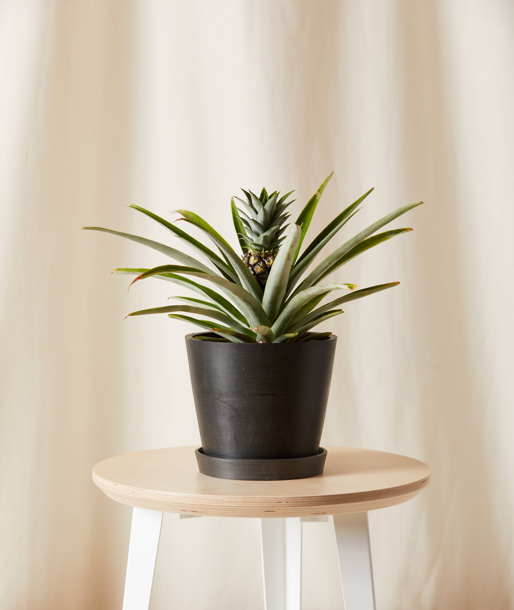 Buy Potted Bromeliad Pineapple Indoor Plant Bloomscape   Bloomscape Bromeliad Pineapple Yellow Medium Charcoal 1728x2048 