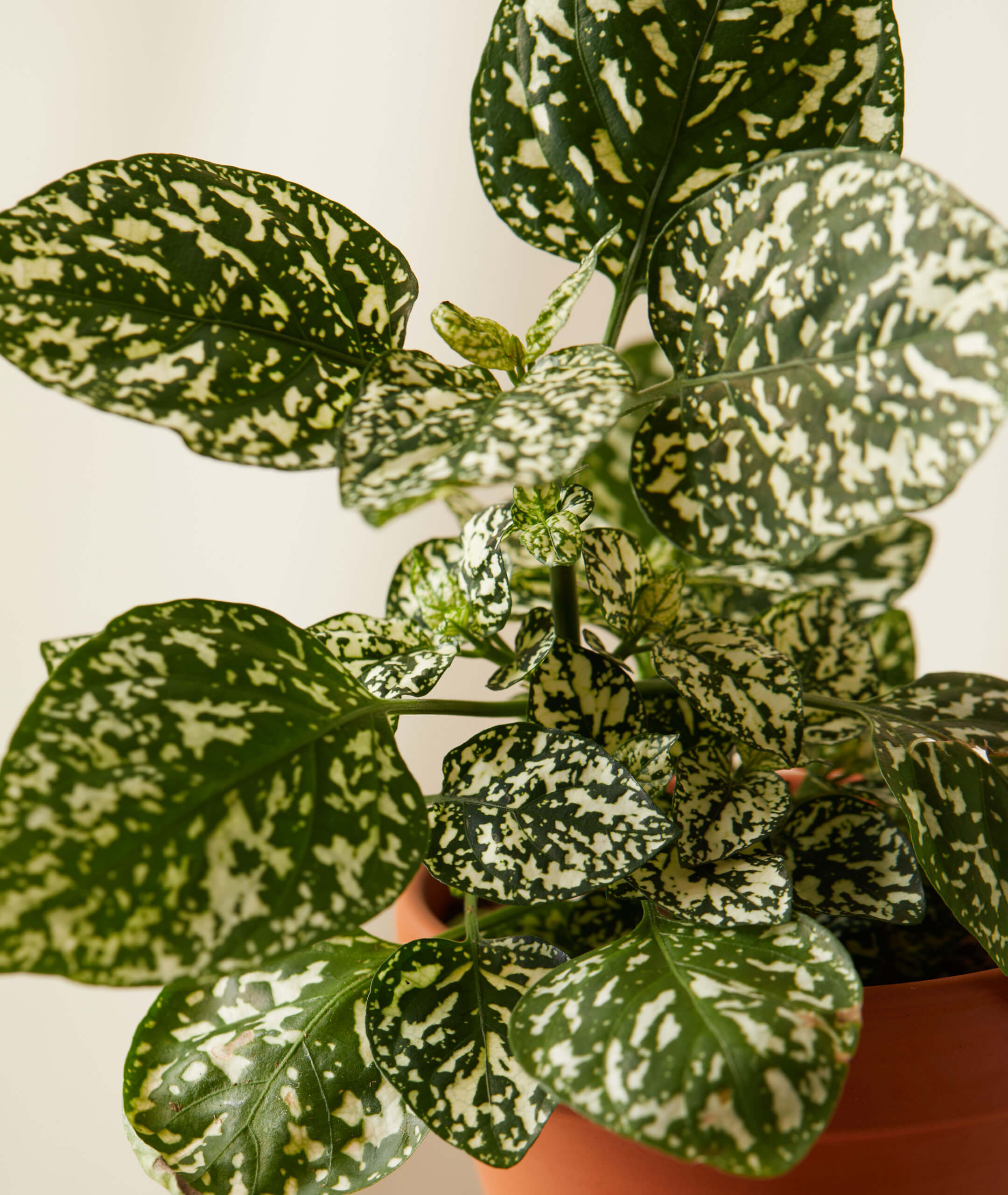 Buy Bloomscape Hypoestes Indoor Plant