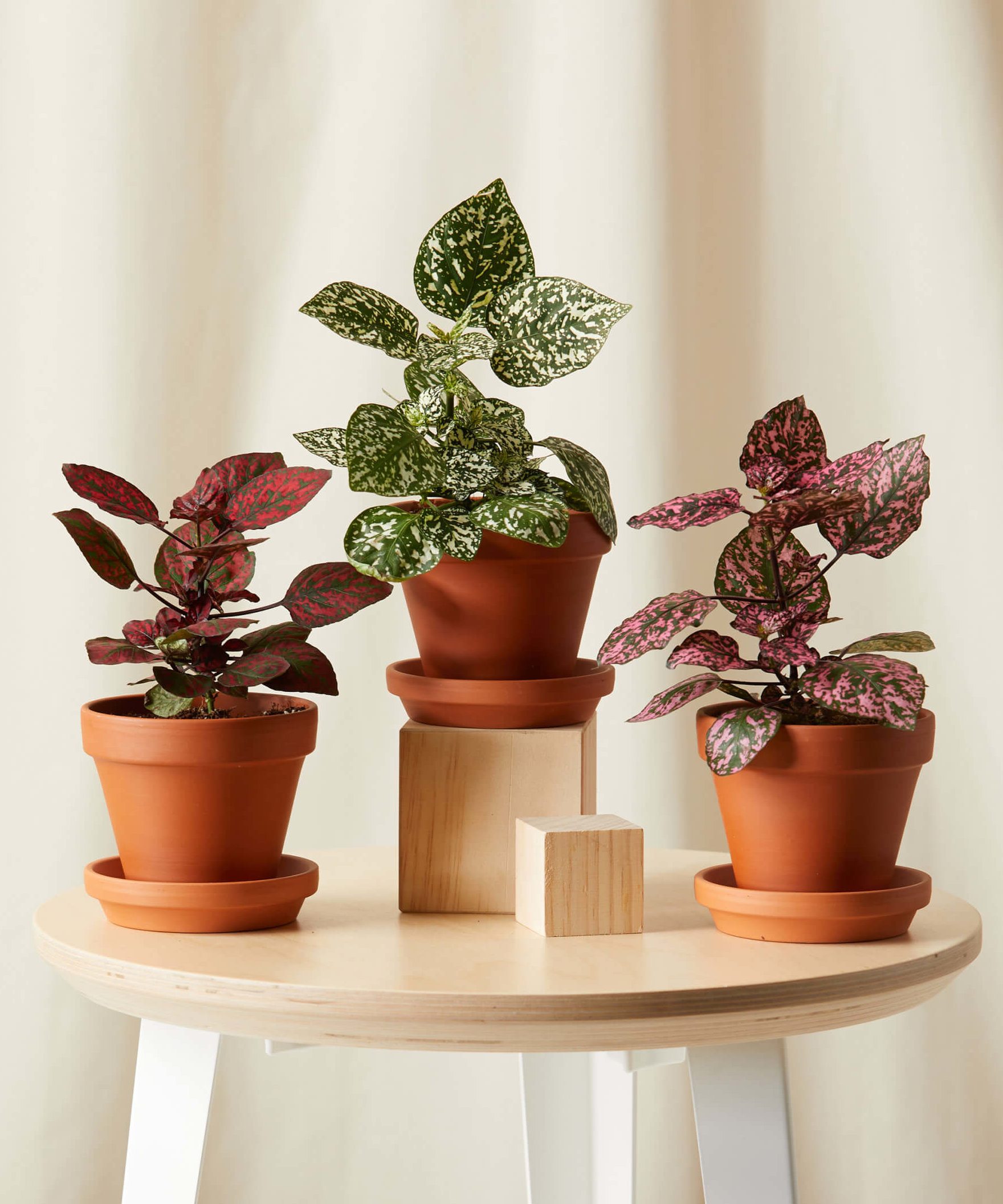Buy Bloomscape Hypoestes Indoor Plant