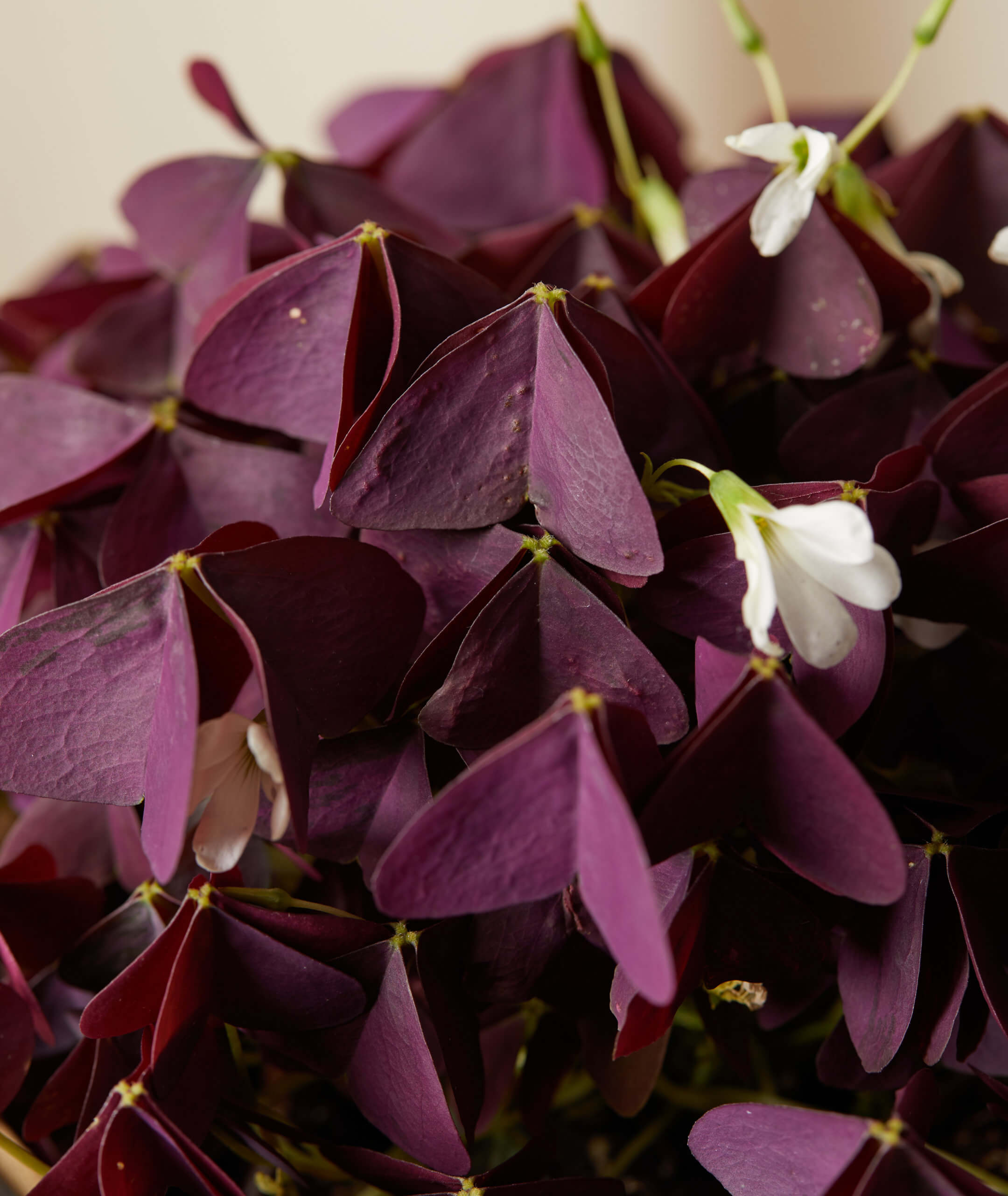 oxalis 101: how to care for oxalis plants | bloomscape