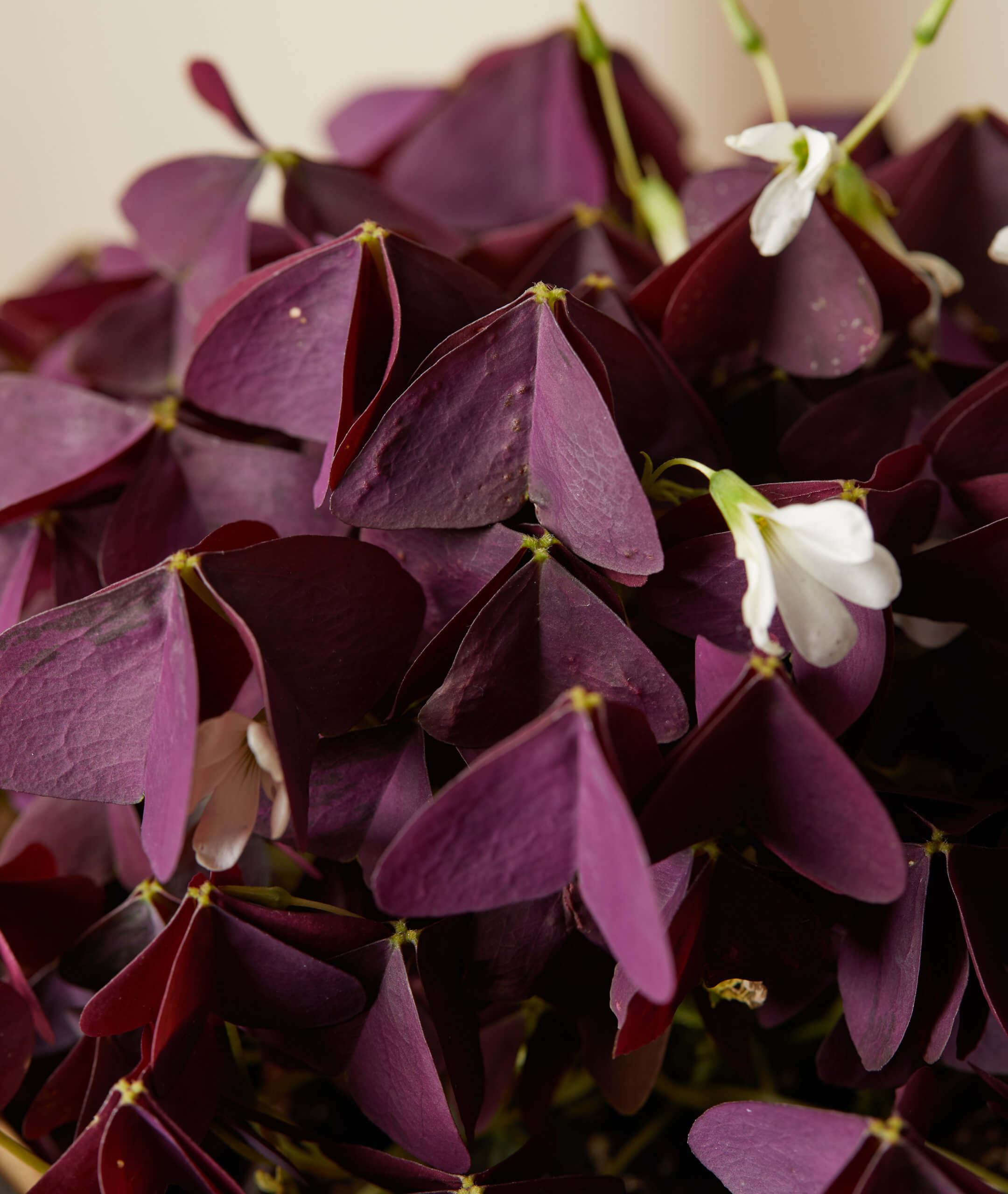 Oxalis Care