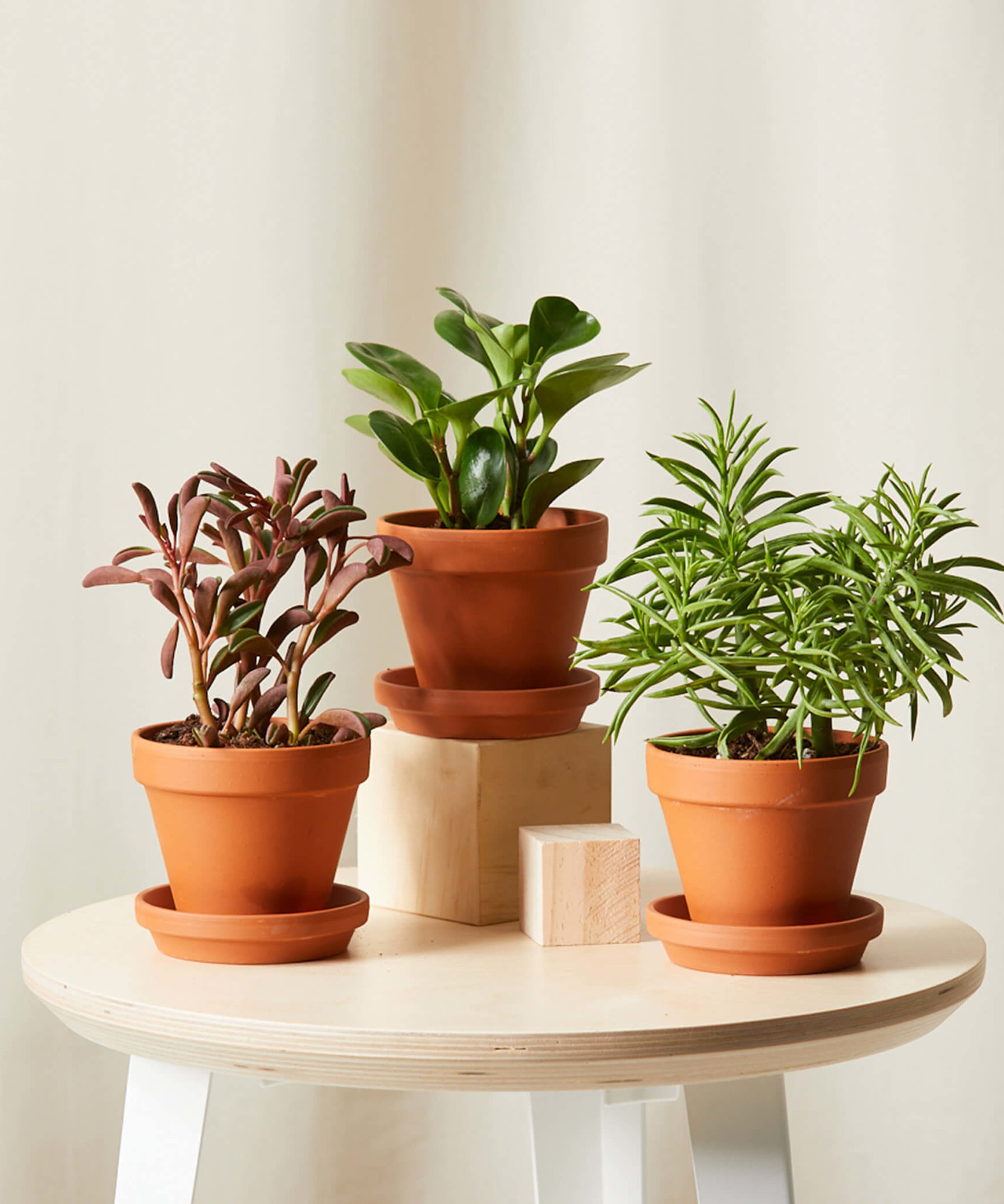 Our Top 10 Favorite Pet-Safe Indoor Plants from Bloomscape