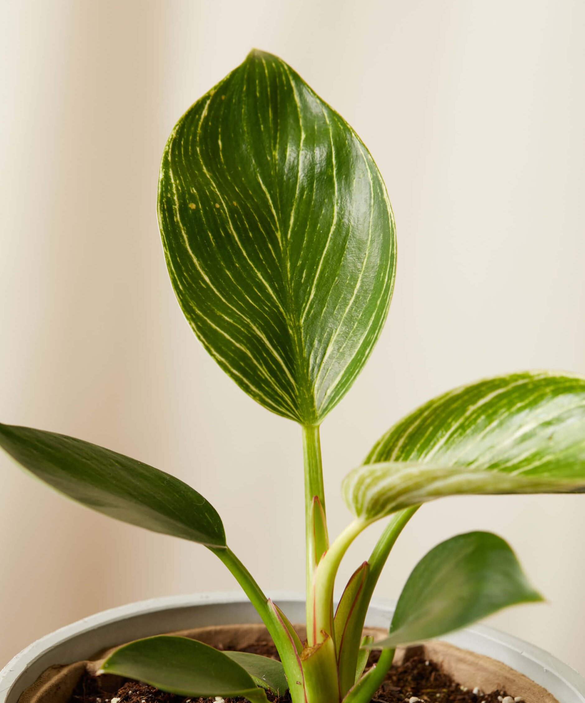 bloomscape_philodendron_birkin_small_detail