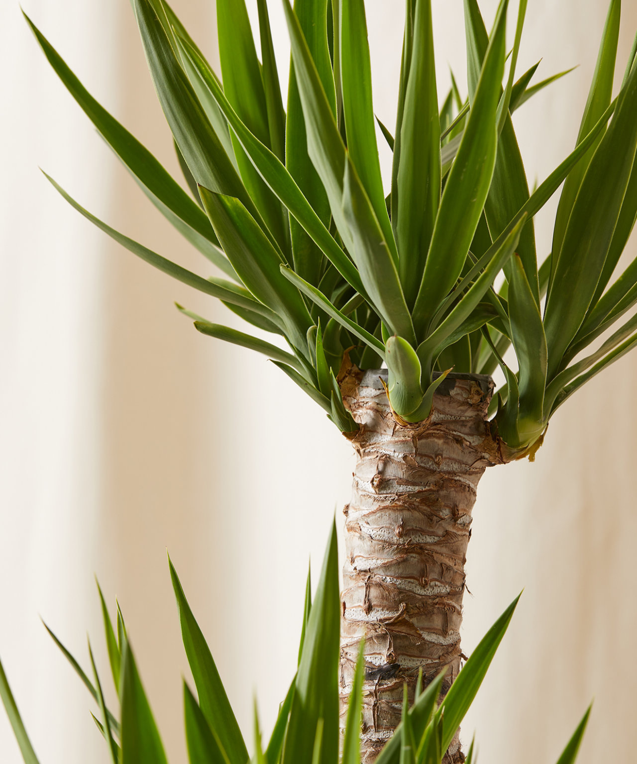 Buy Potted Staggered Yucca Cane Indoor Plant Bloomscape